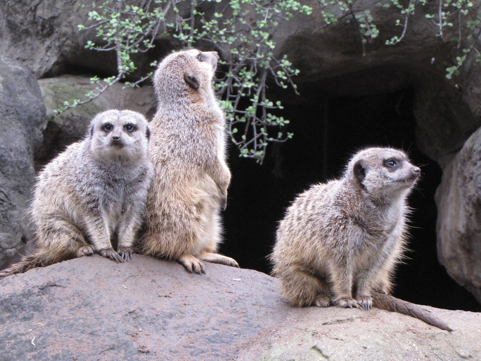 Meerkat Family