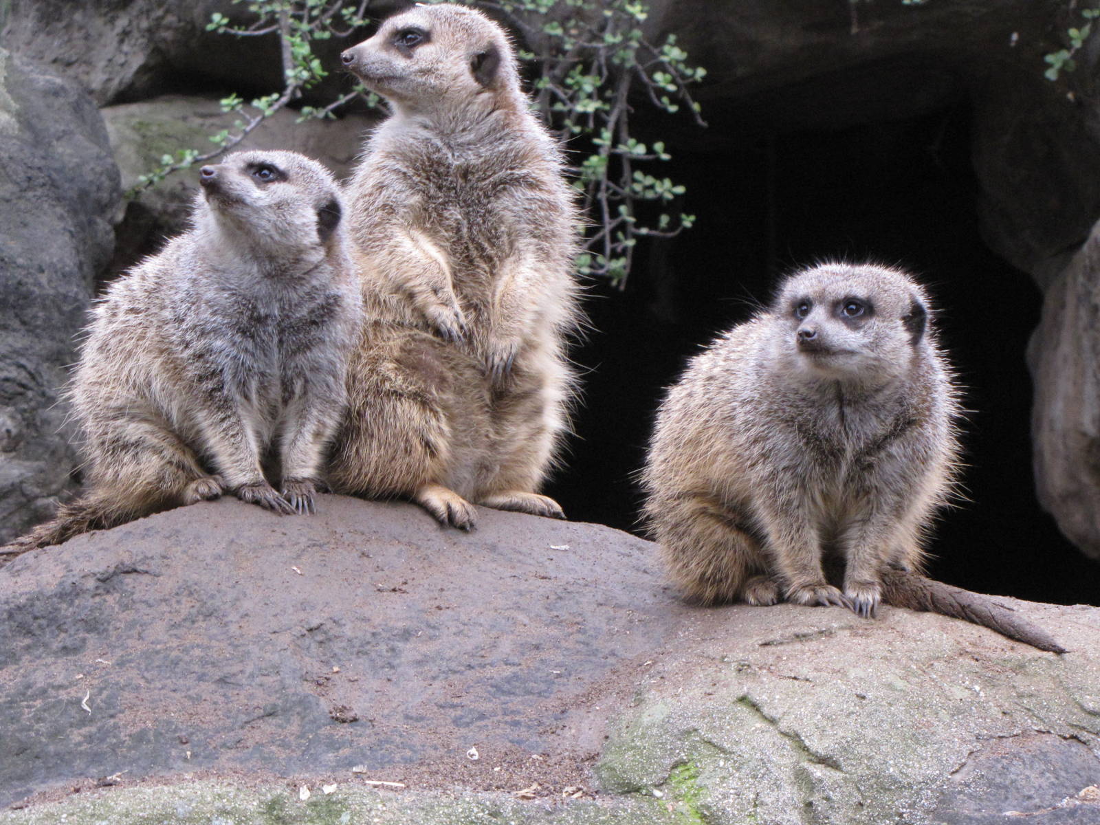 Meerkat Family