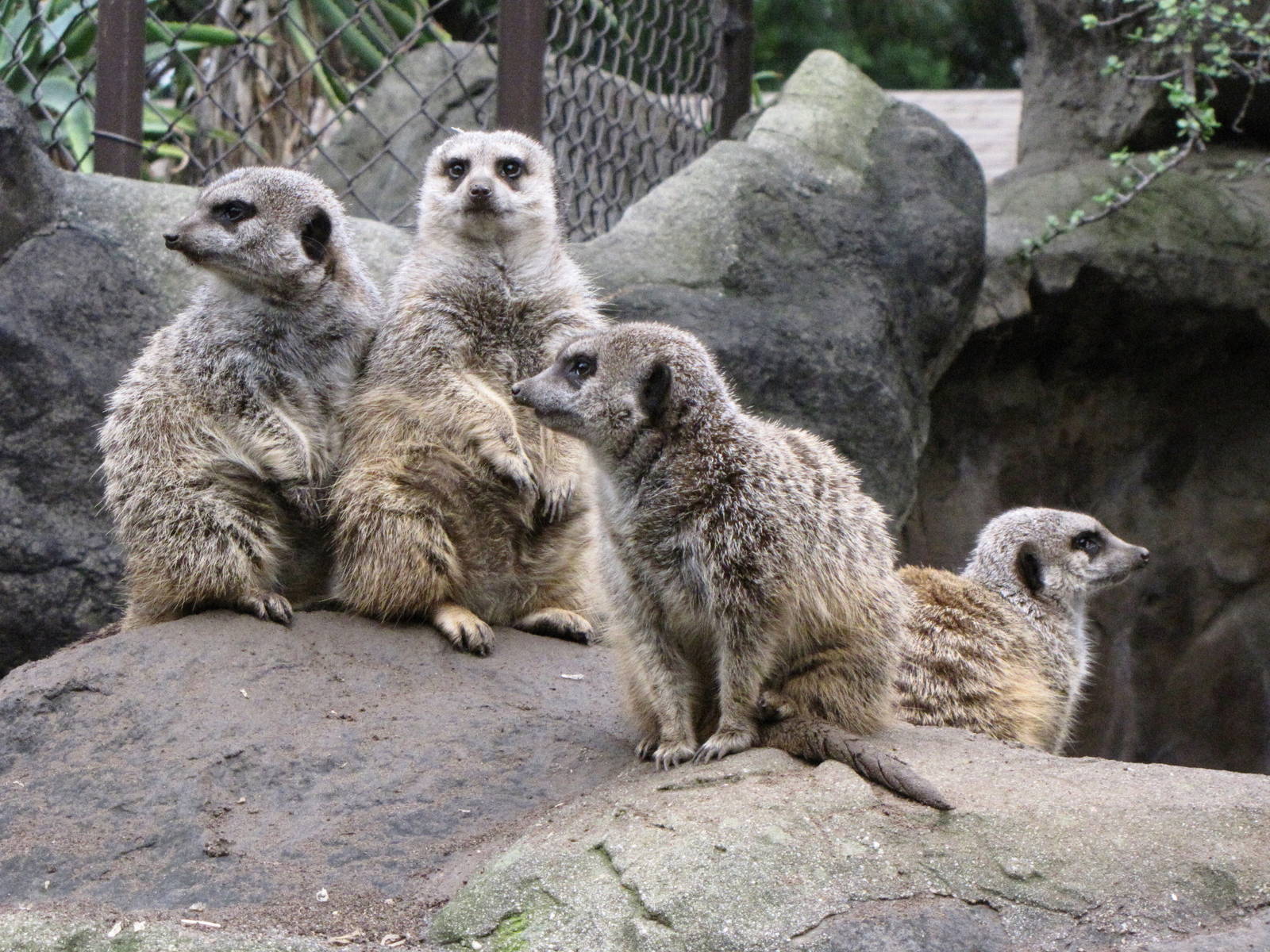 Meerkat Family
