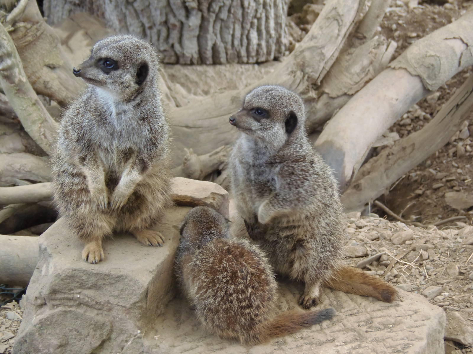 meerkat family