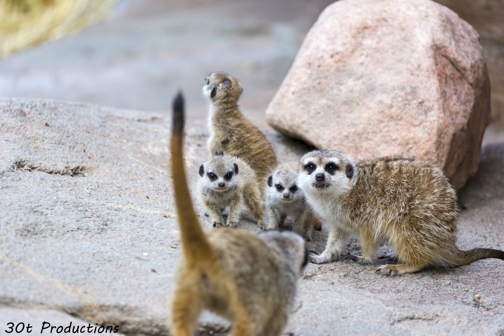 Meerkat family