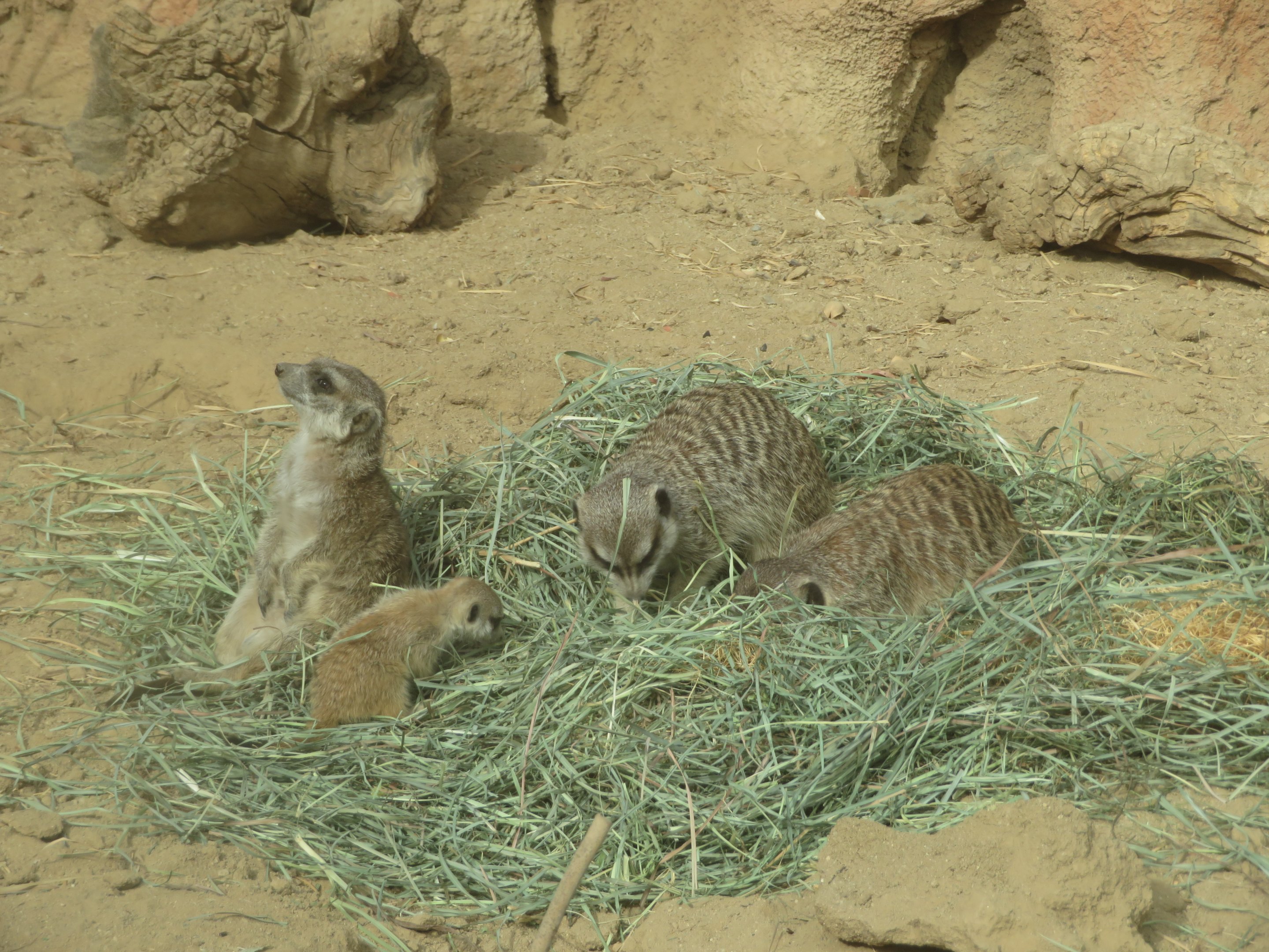 Meerkat Family