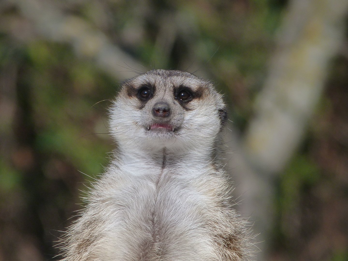 Meerkat -Faunia (2025)