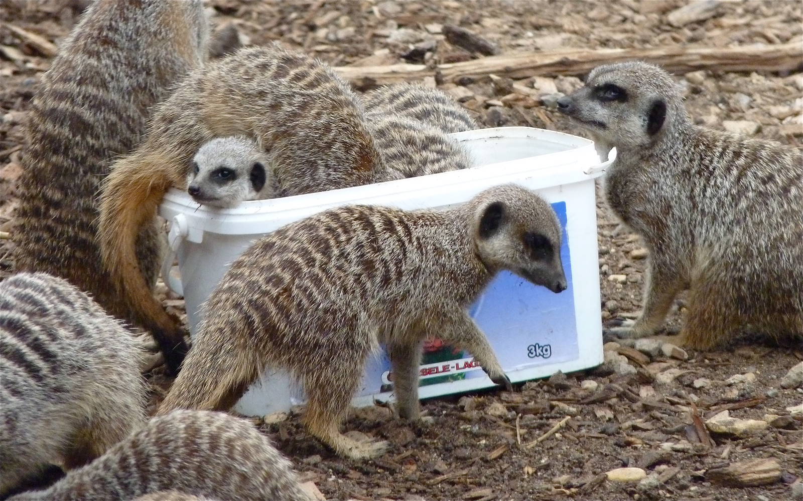 Meerkat Flavour Ice Cream Anyone?