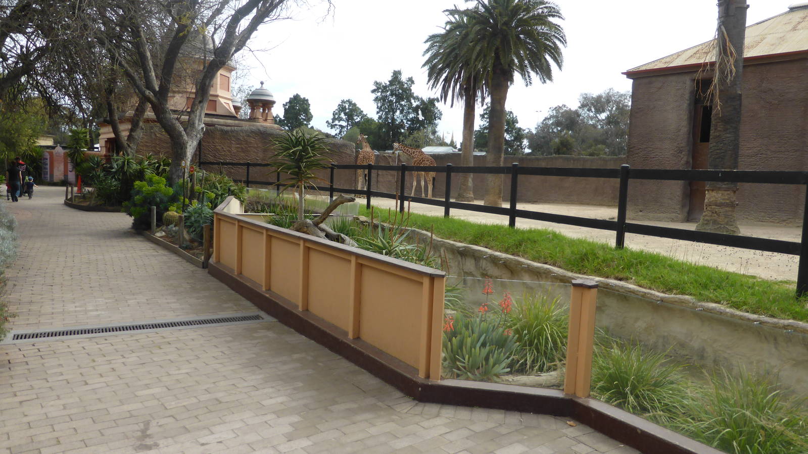 Meerkat/giraffe exhibit