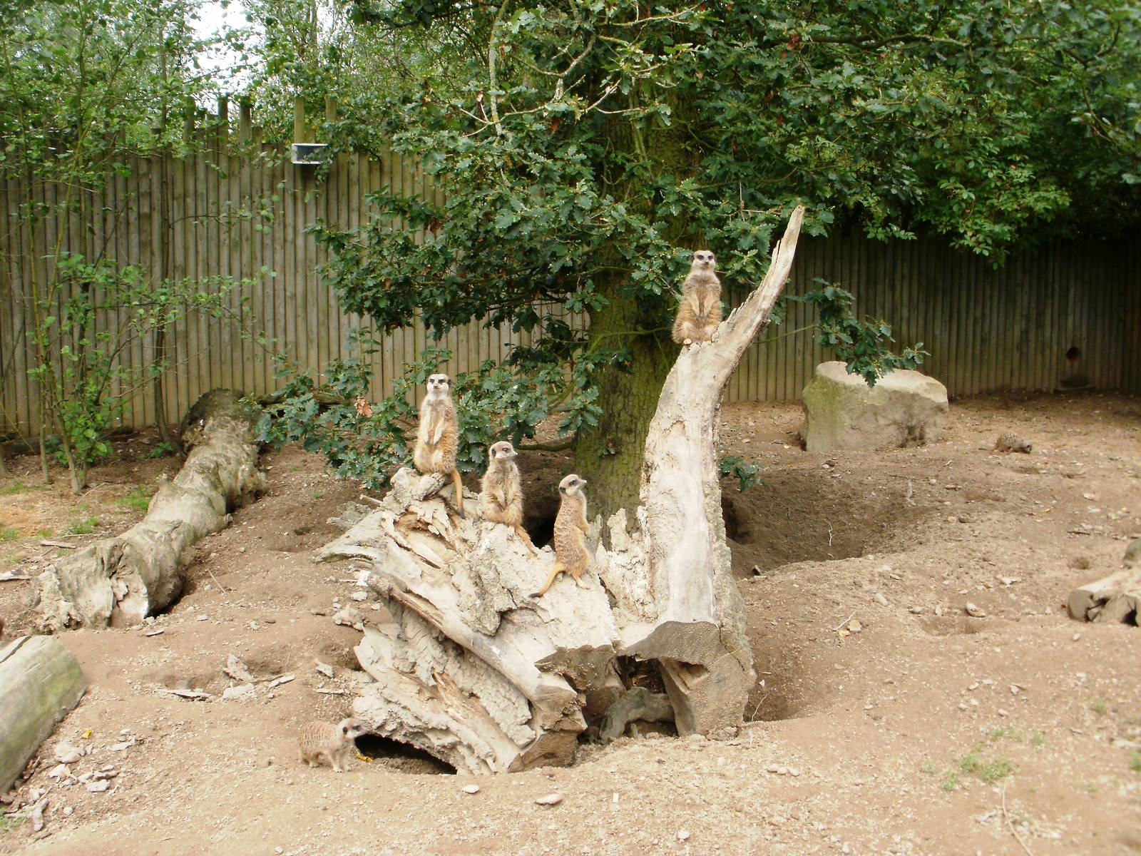 Meerkat Group 1 - 07.08.2010