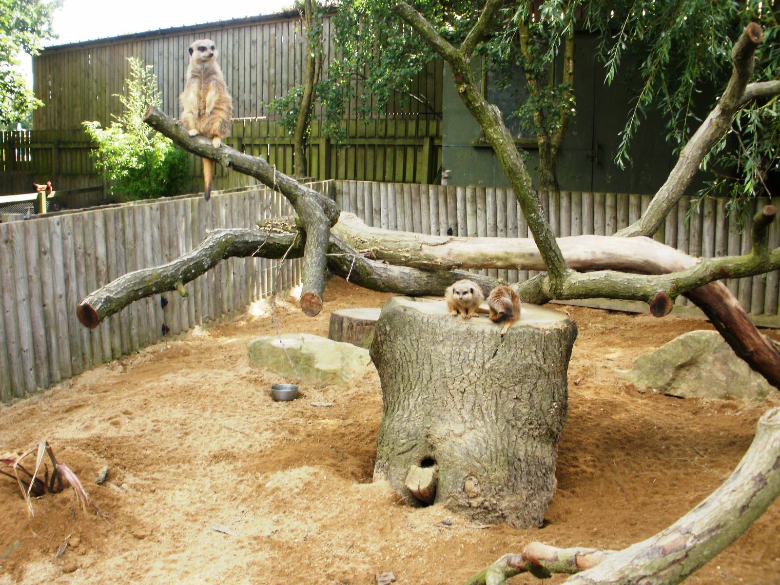Meerkat Group 2 - 07.08.2010