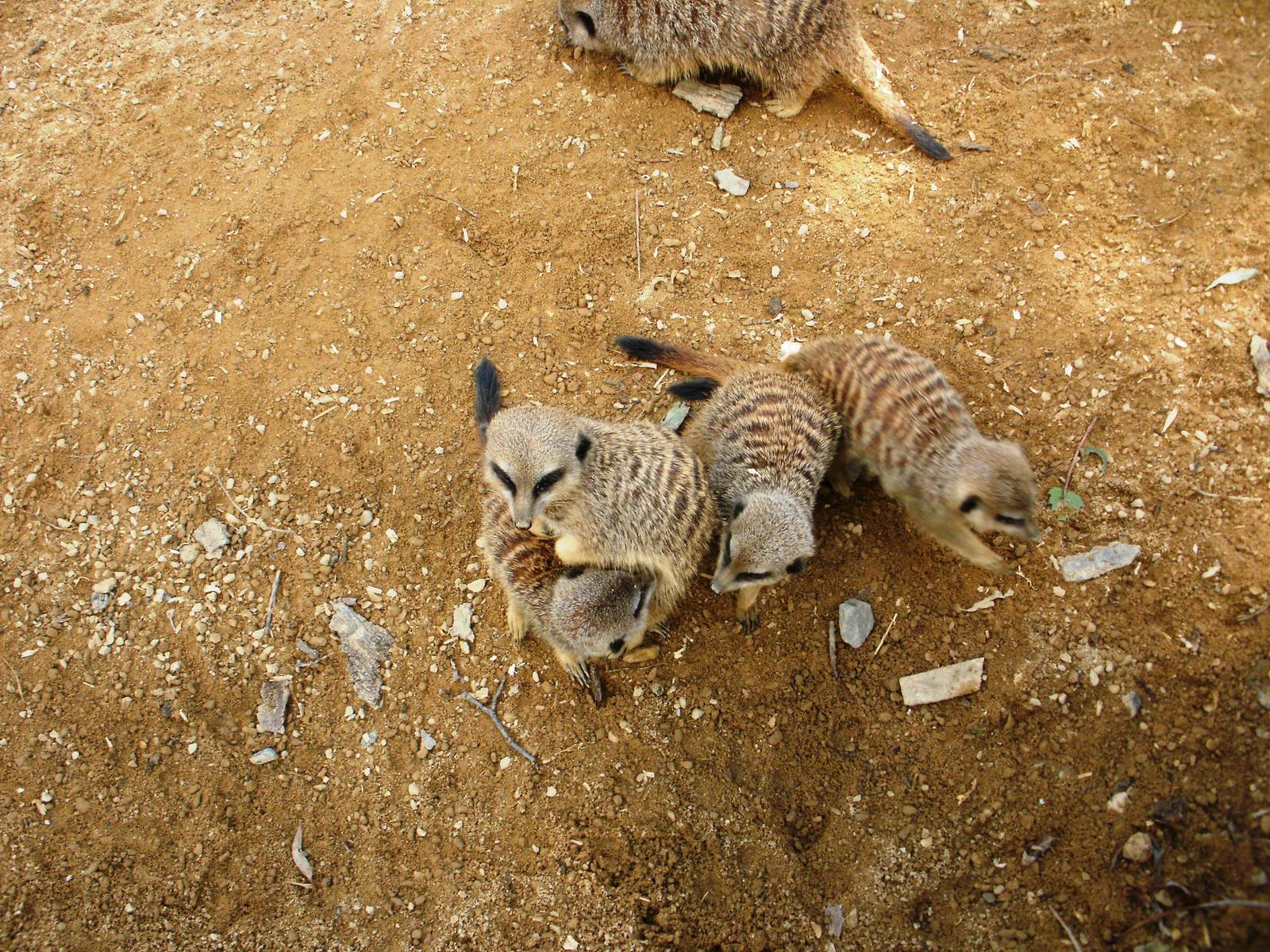 Meerkat Group 2 - 07.08.2010