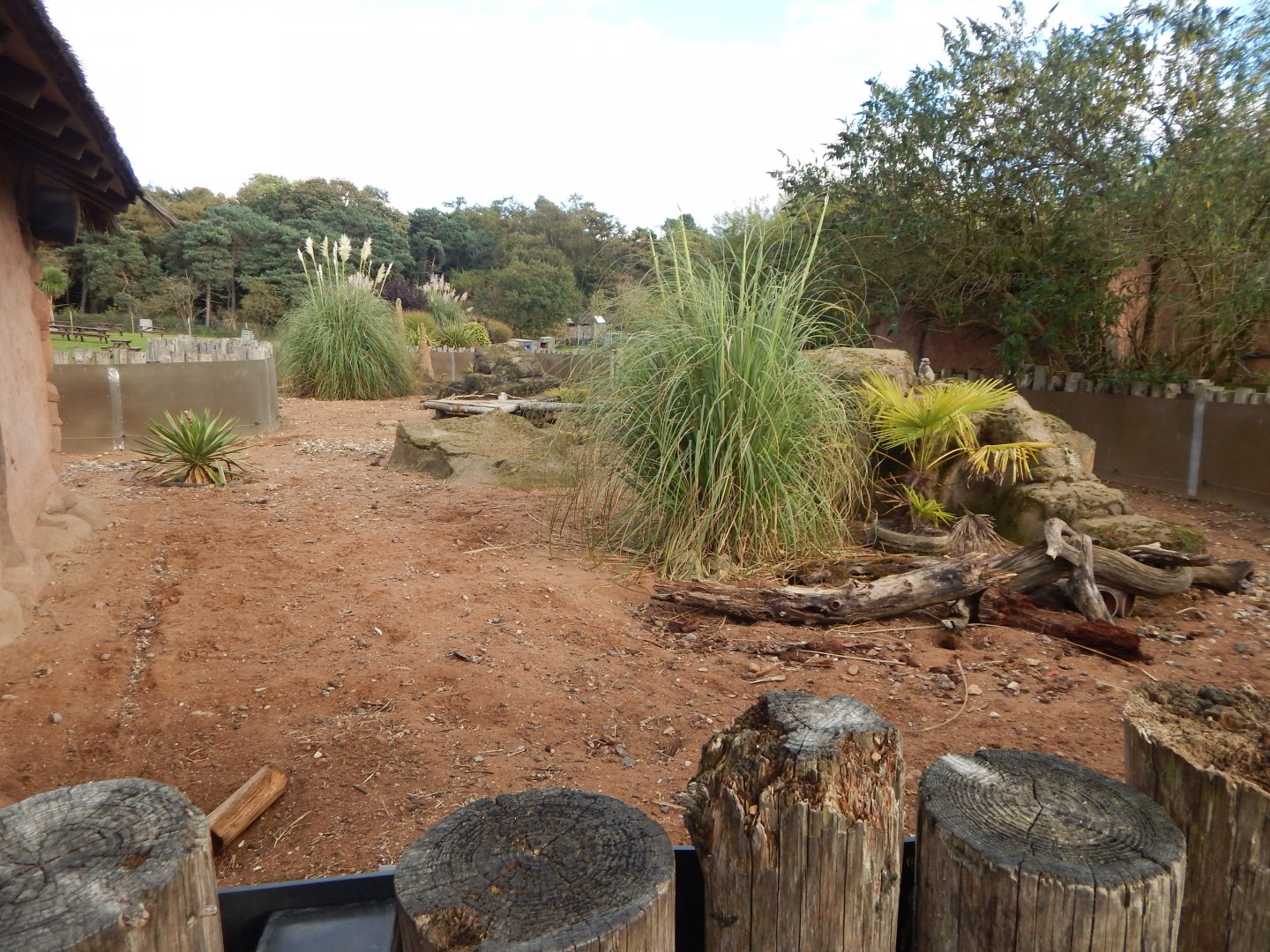 Meerkat habitat 121024
