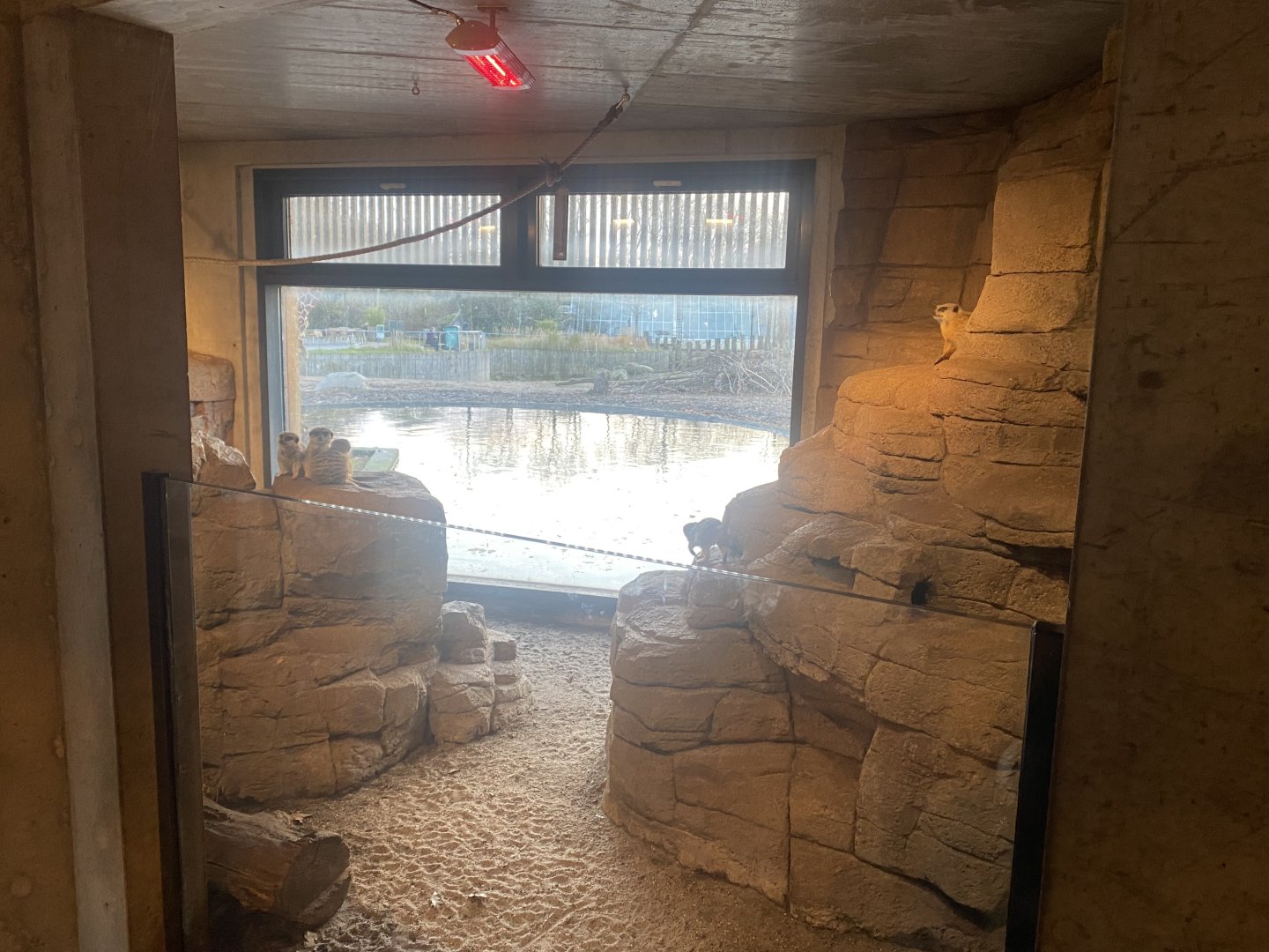 Meerkat habitat 261124