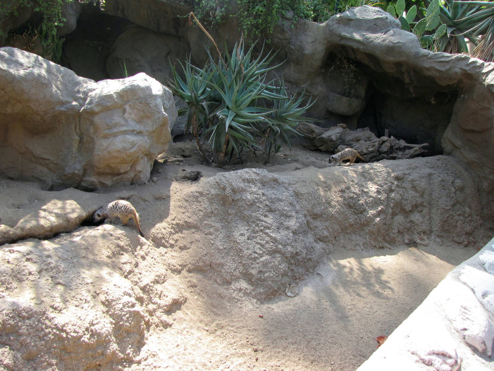 Meerkat Habitat