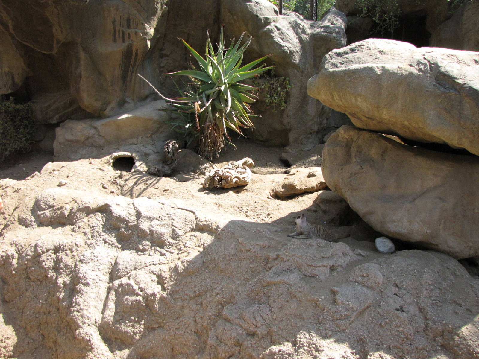 Meerkat Habitat
