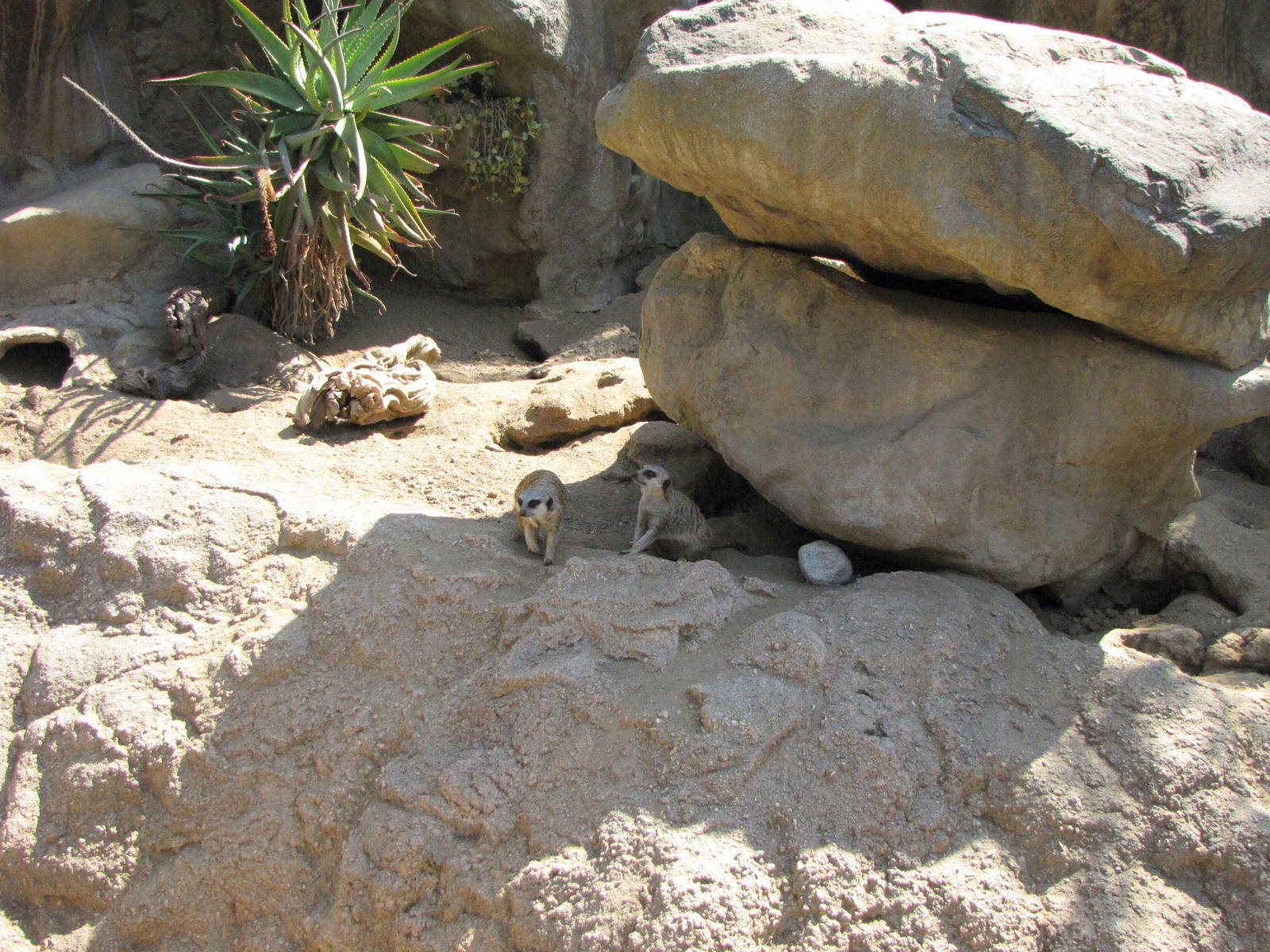 Meerkat Habitat