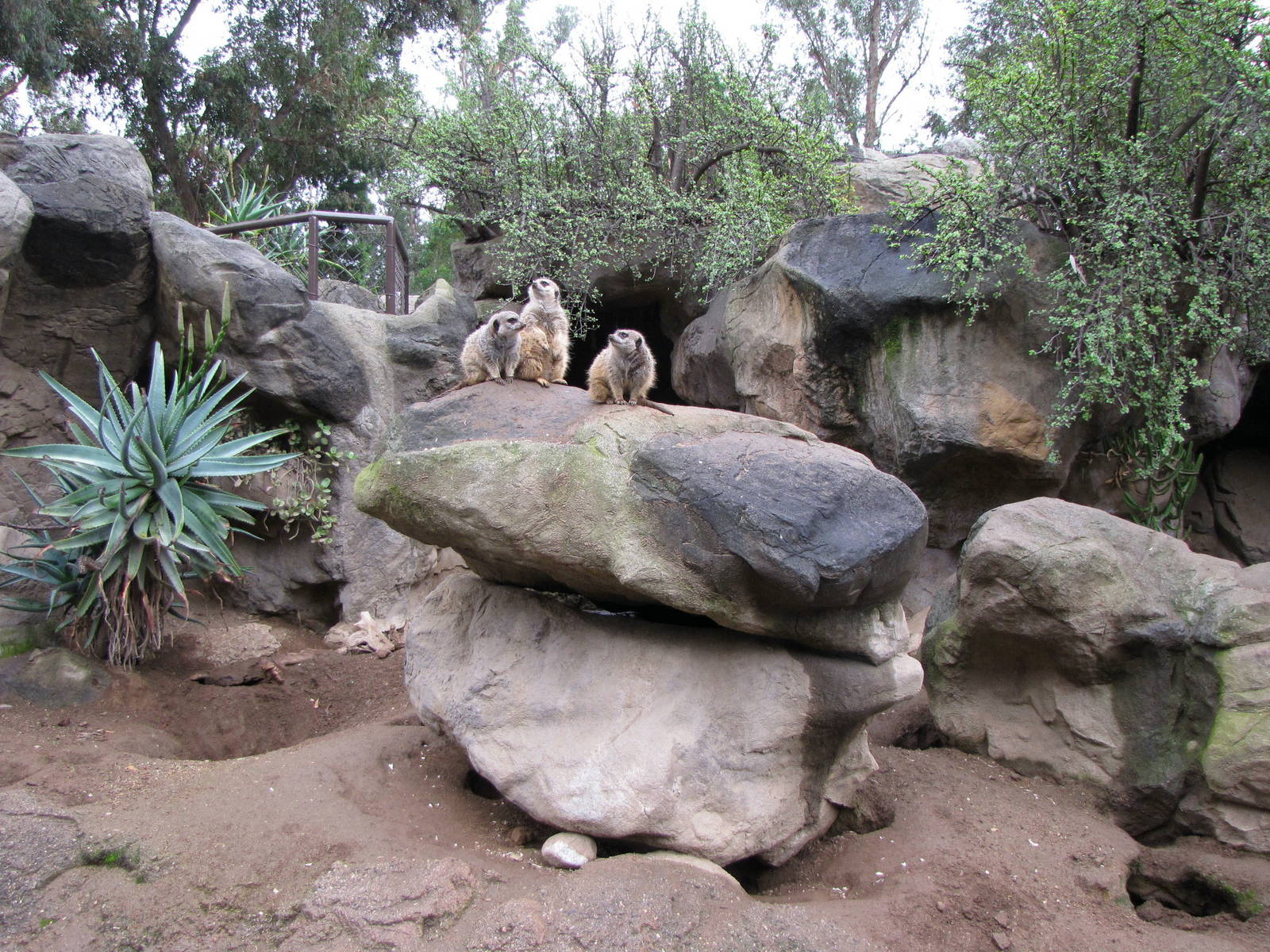 Meerkat Habitat
