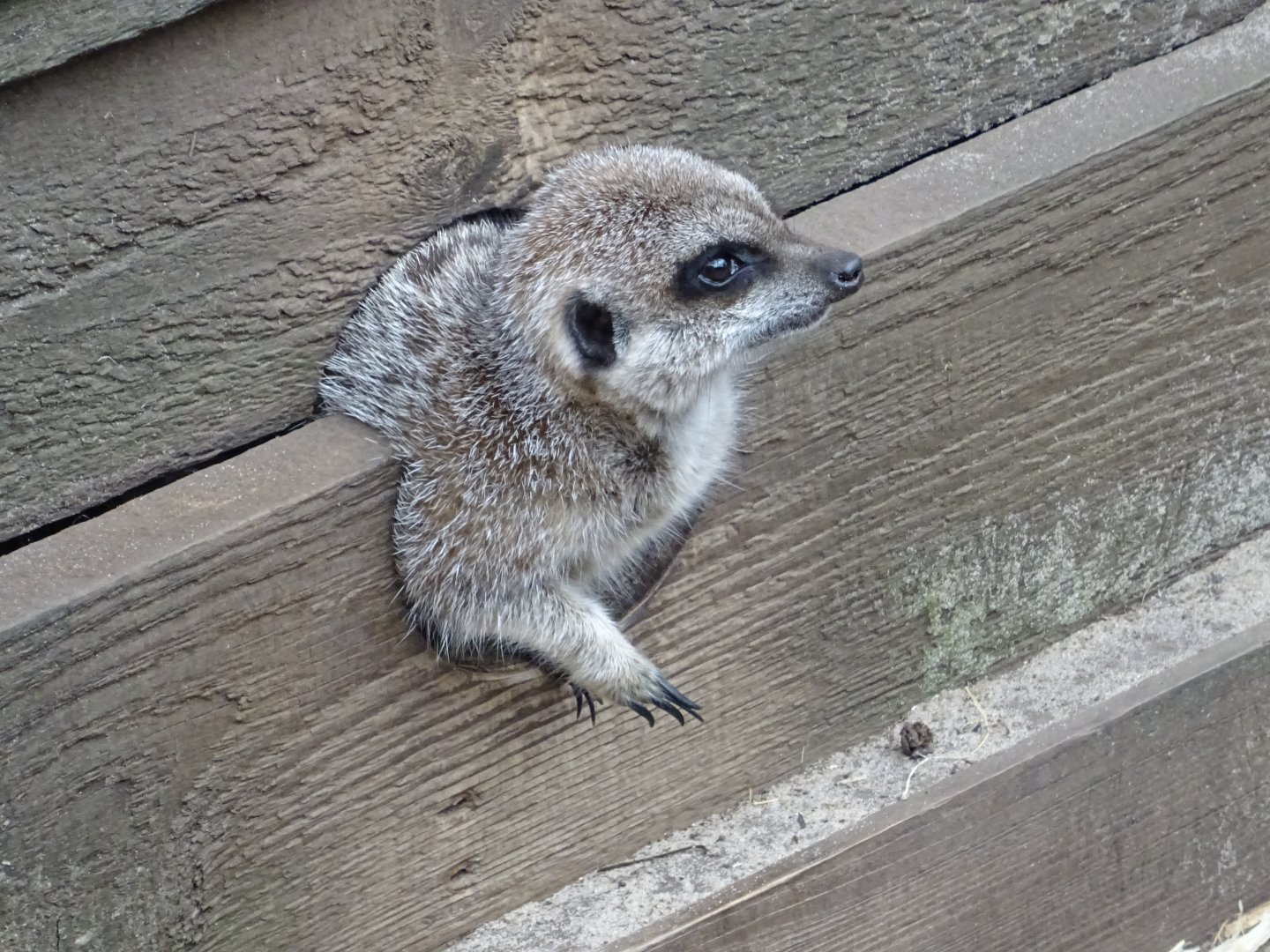 Meerkat half-in, half-out