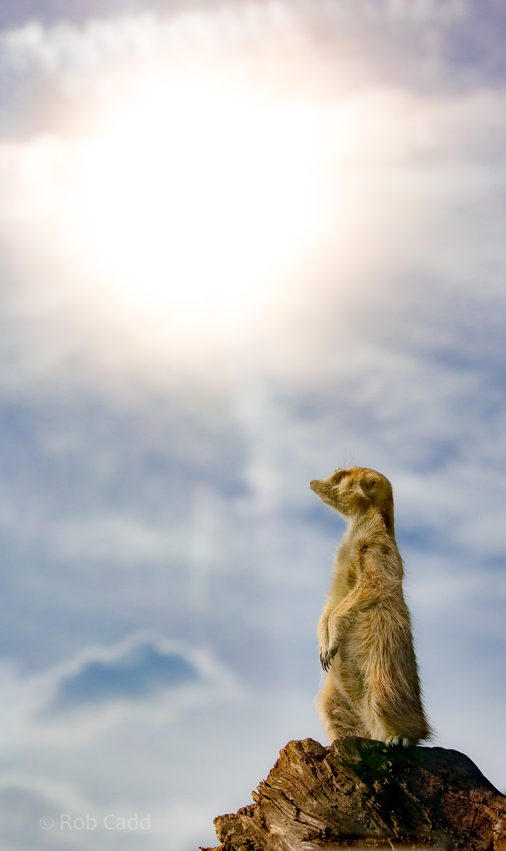 Meerkat : Hamerton : 05 Apr 2019