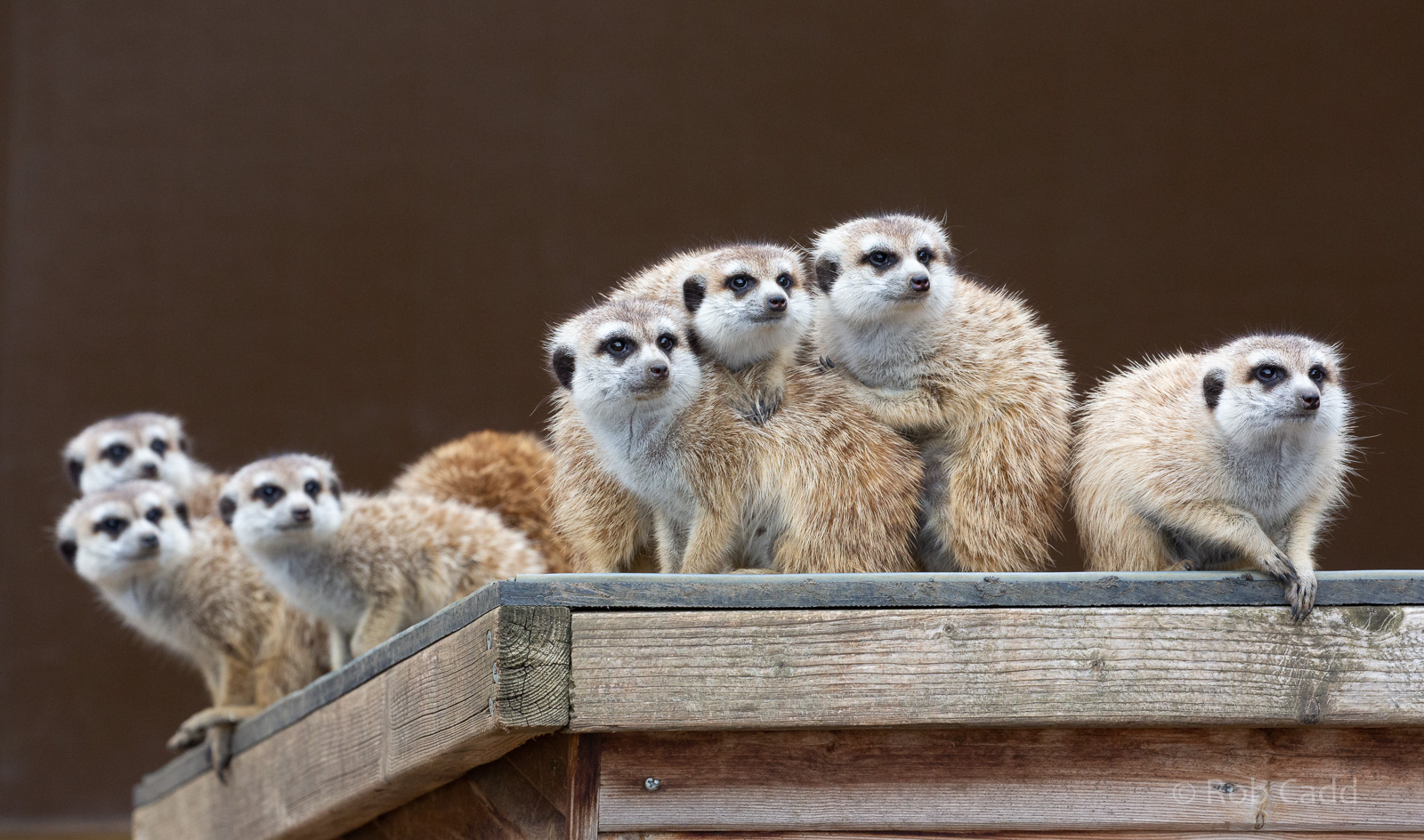 Meerkat : Hamerton : 08 Sep 2018