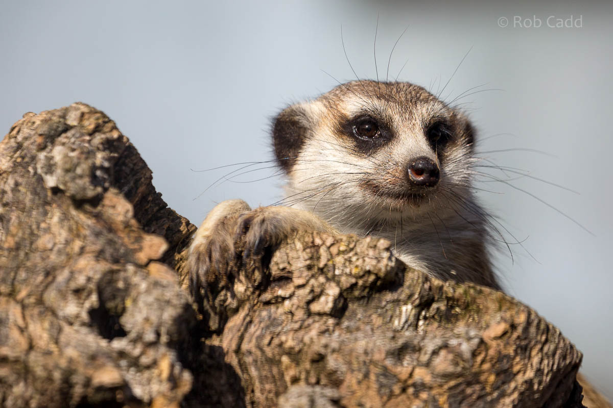 Meerkat : Hamerton : 09 Aug 2015