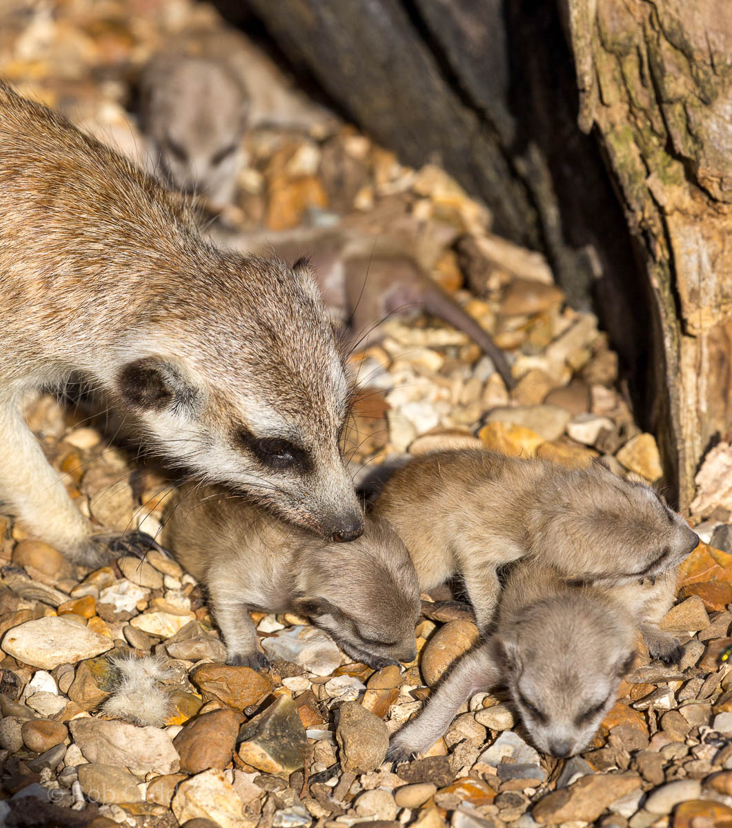 Meerkat : Hamerton : 09 Aug 2015
