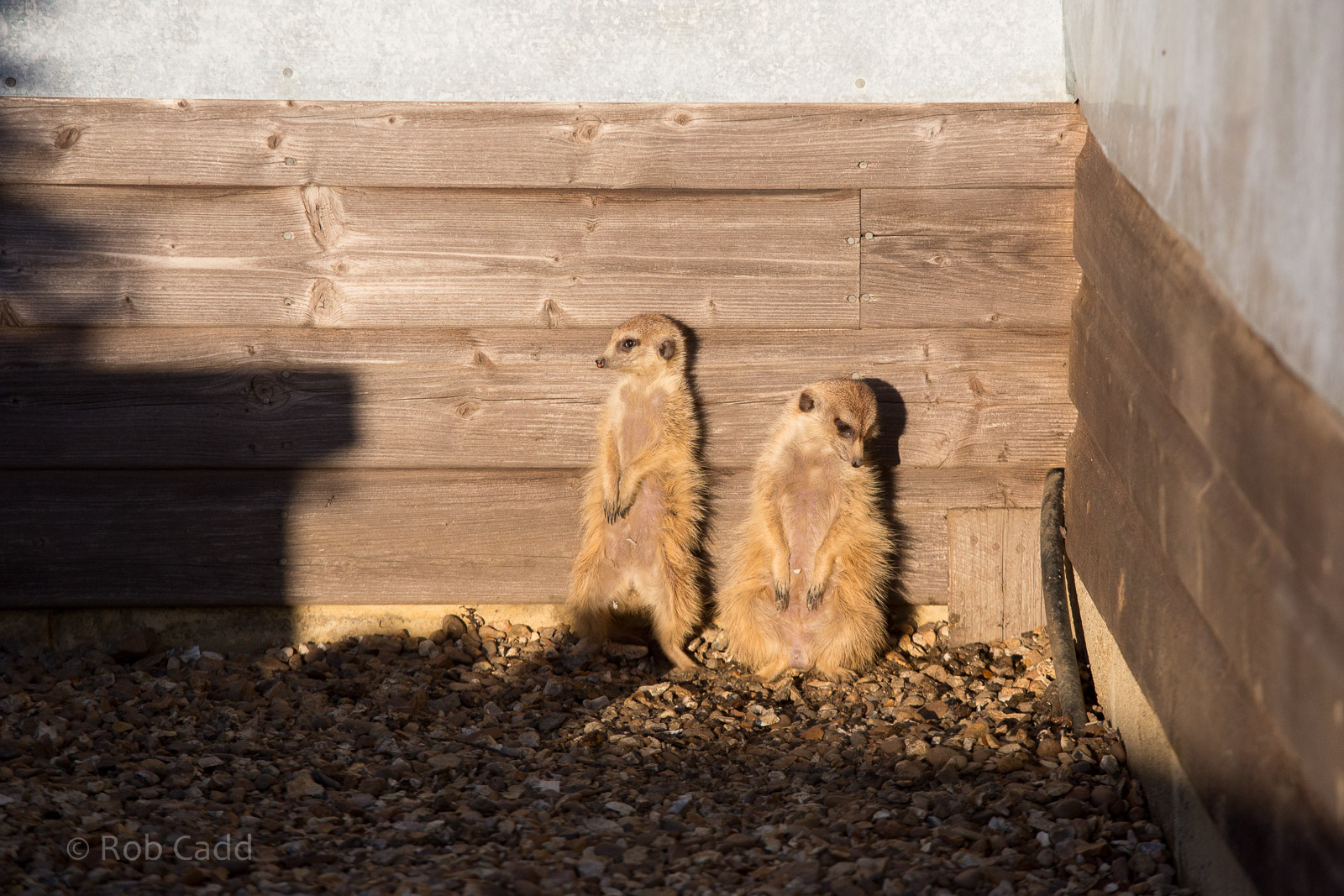 Meerkat : Hamerton : 18 Jan 2015