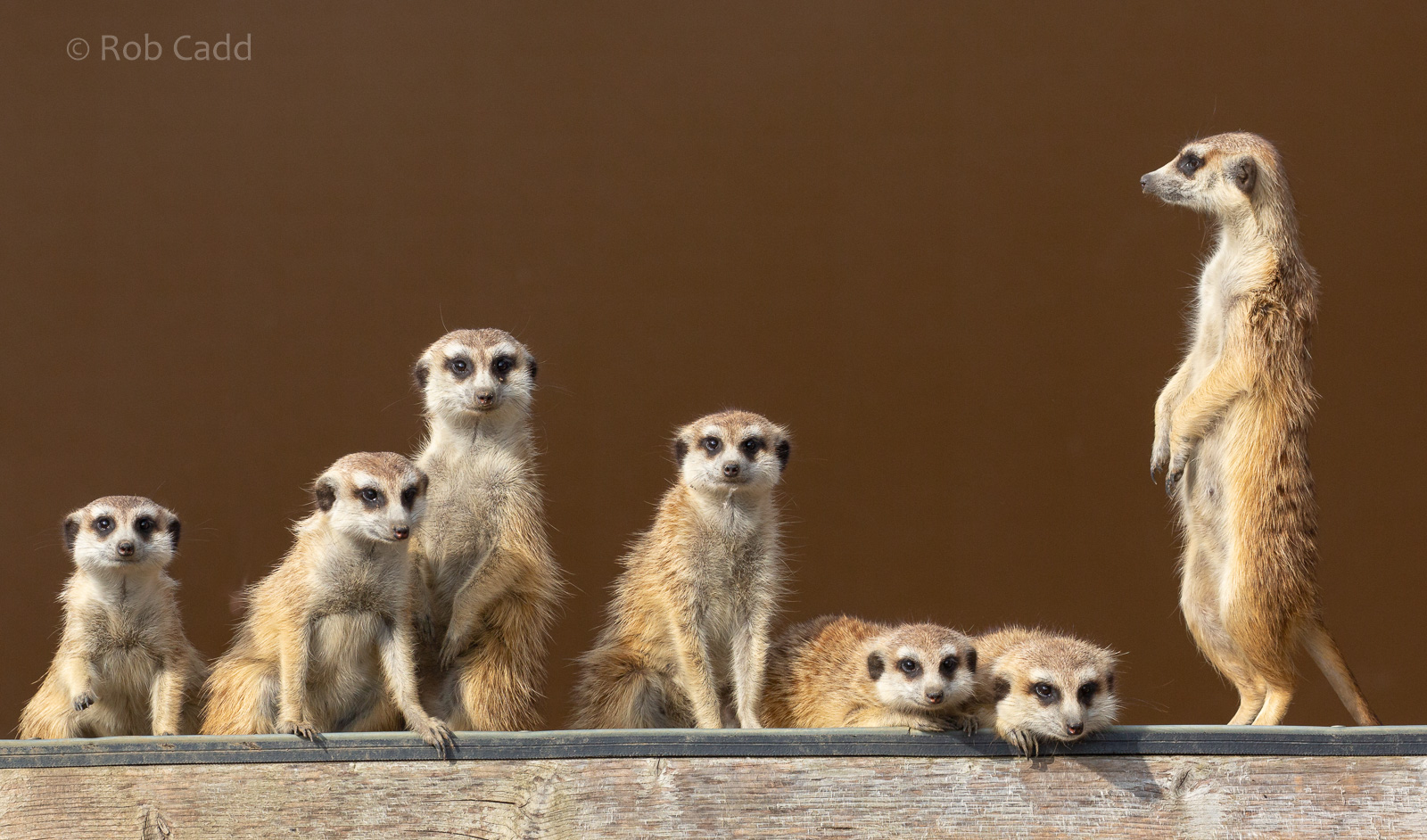 Meerkat : Hamerton : 18 May 2018