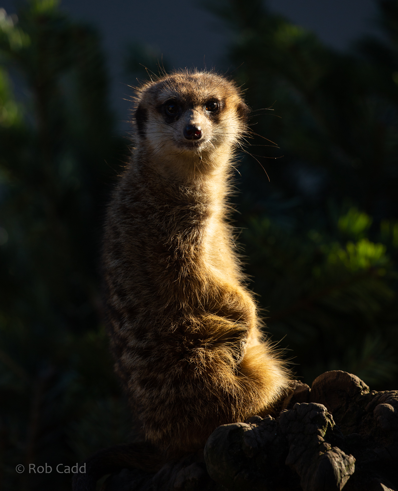 Meerkat : Hamerton : 20 Jan 2023