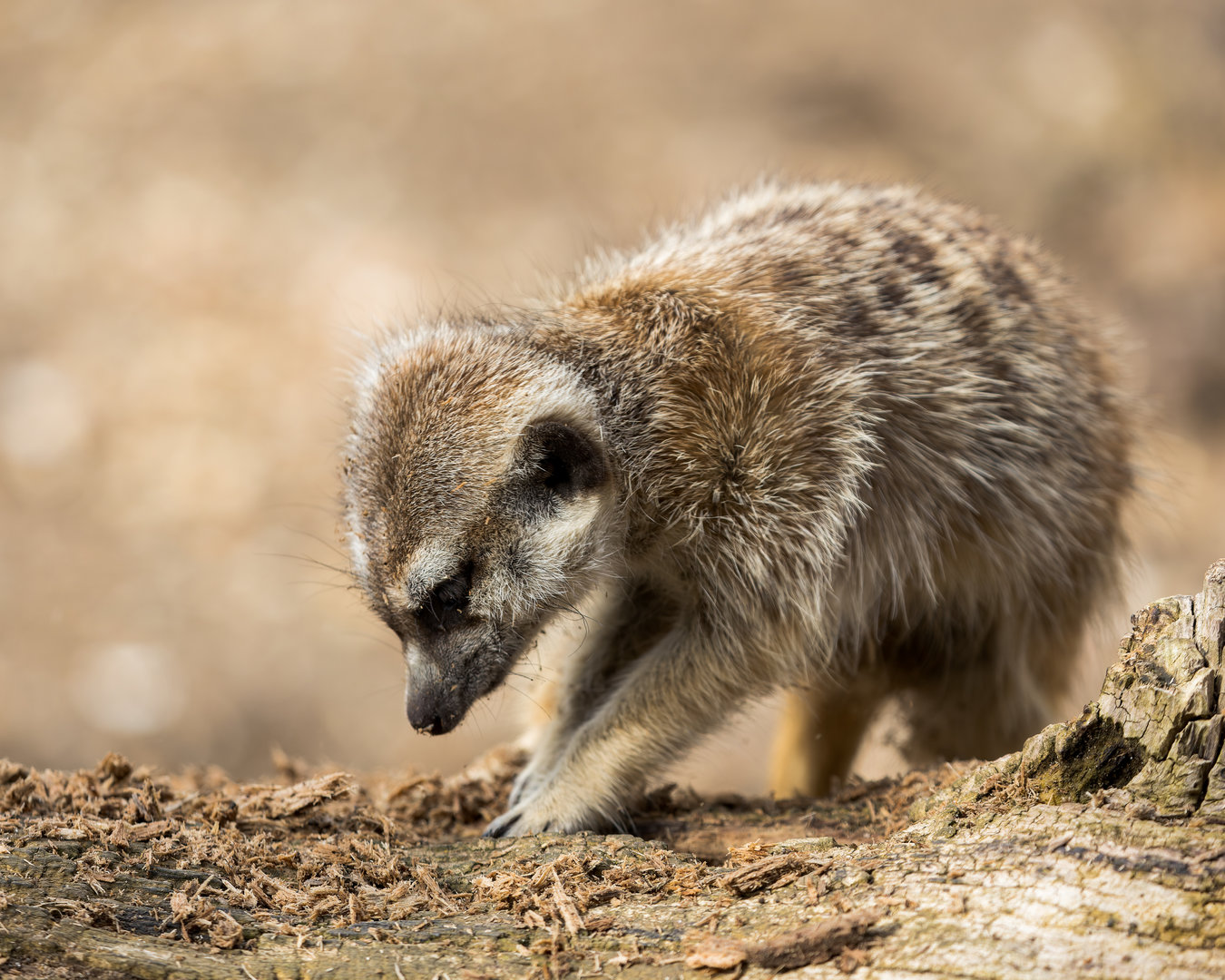 Meerkat/ Hamerton / 27-3-23