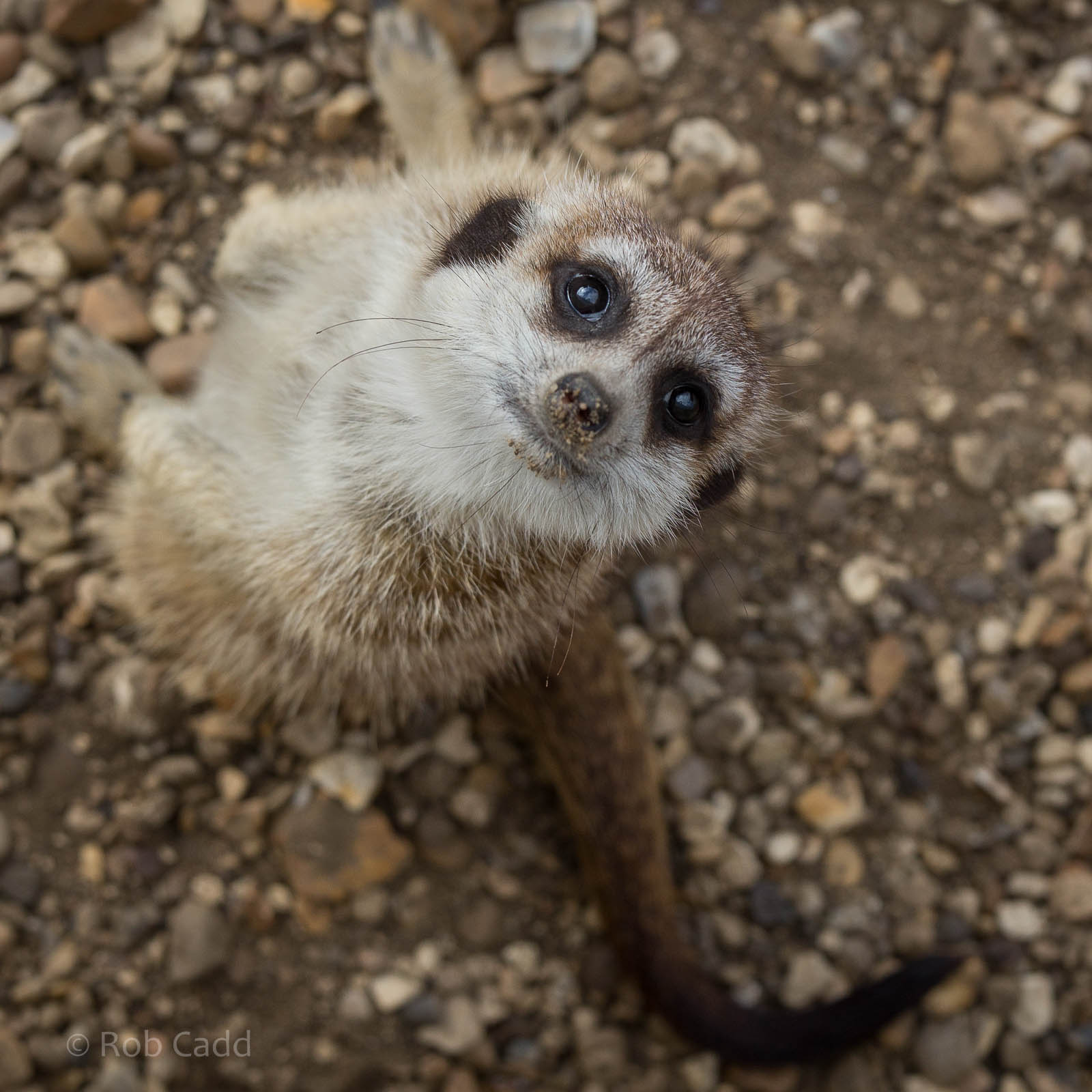 Meerkat : Hamerton : 27 Sep 2014