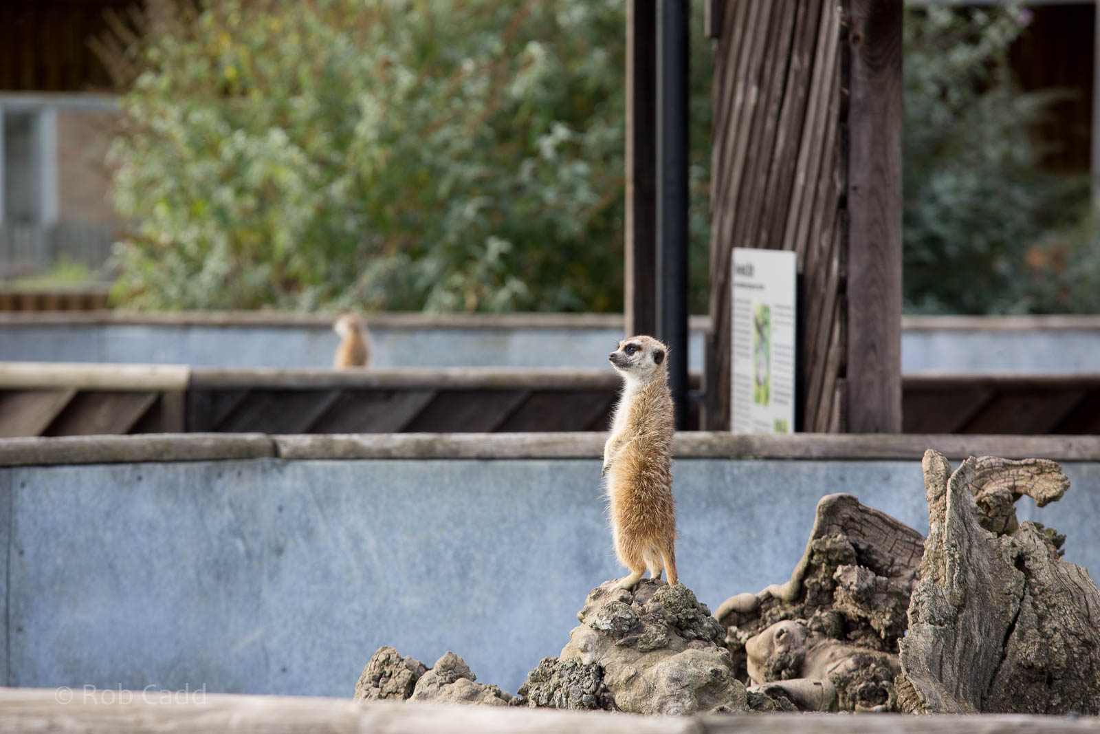 Meerkat : Hamerton : 27 Sep 2014