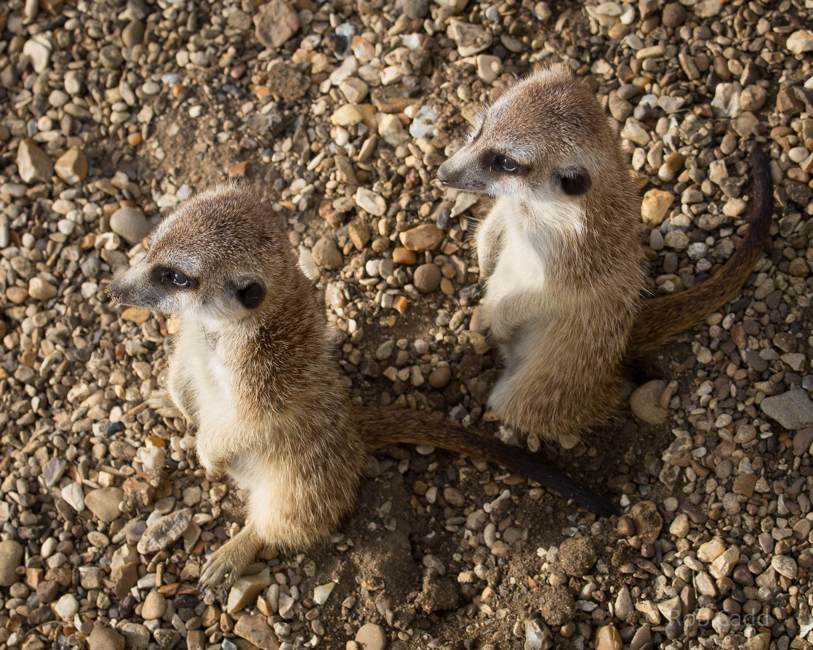 Meerkat : Hamerton : 27 Sep 2014
