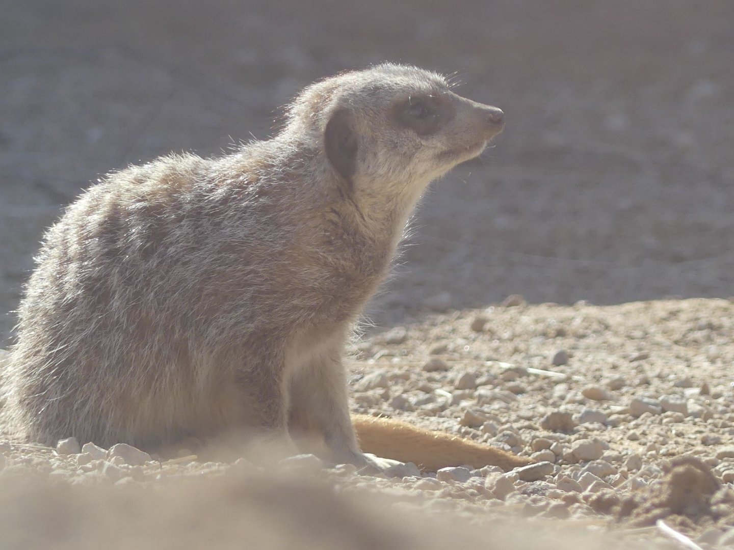Meerkat - Heart of Africa - 02.04.25