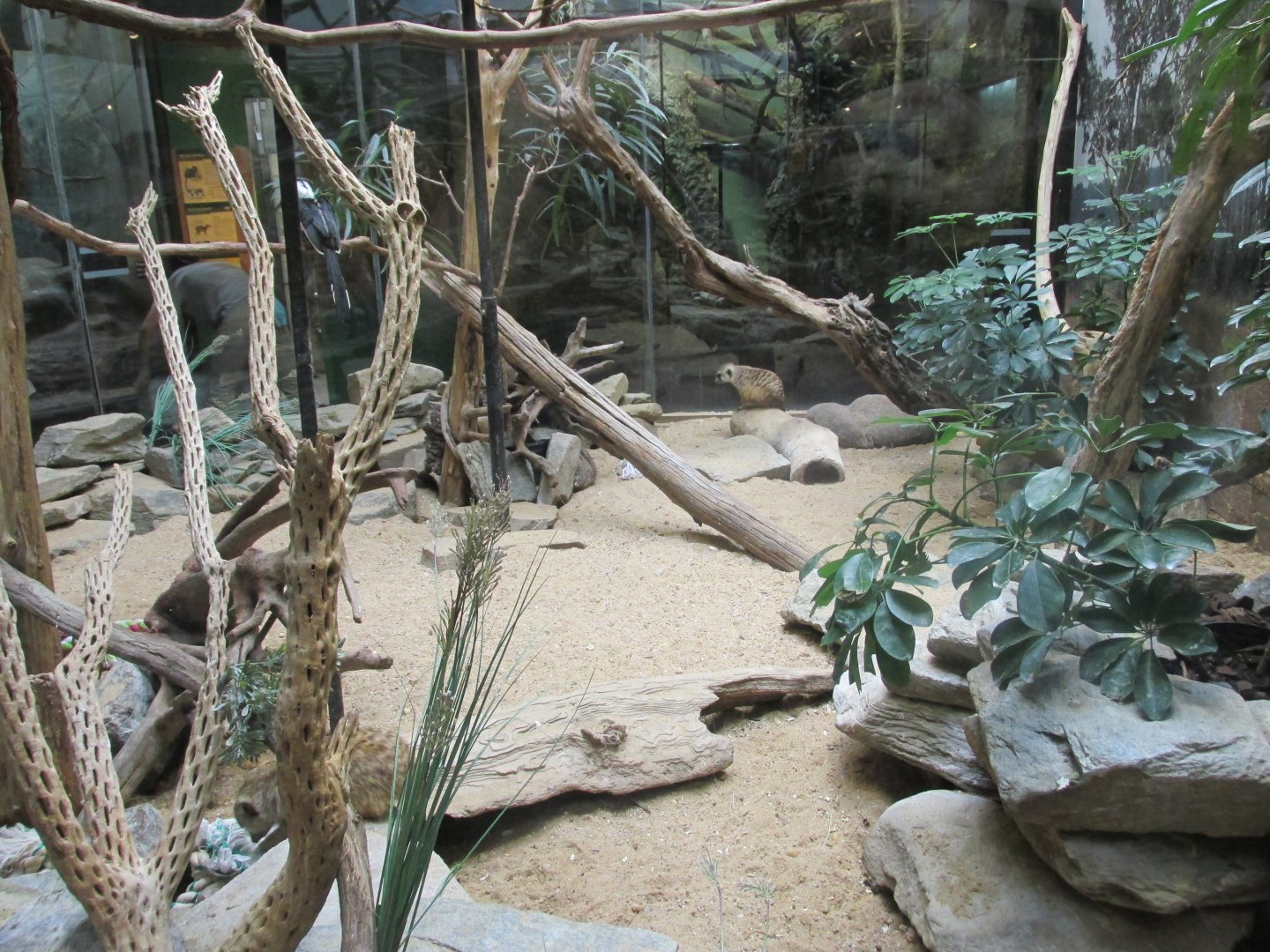 meerkat - hornbill exhibit