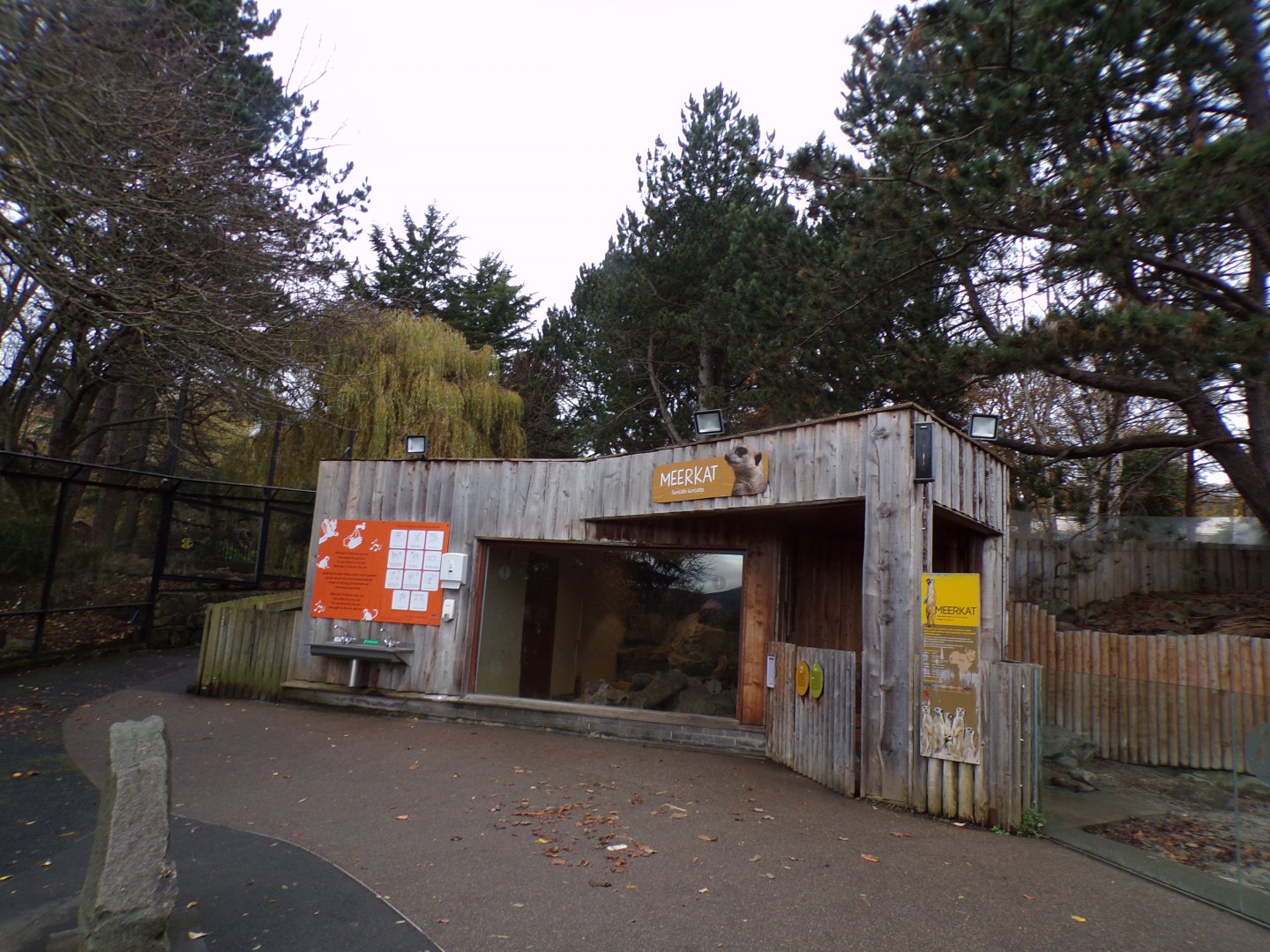 Meerkat house 19.11.23