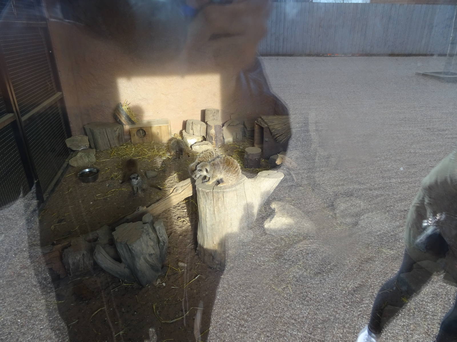 Meerkat House Interior at Yorkshire Wildlife Park