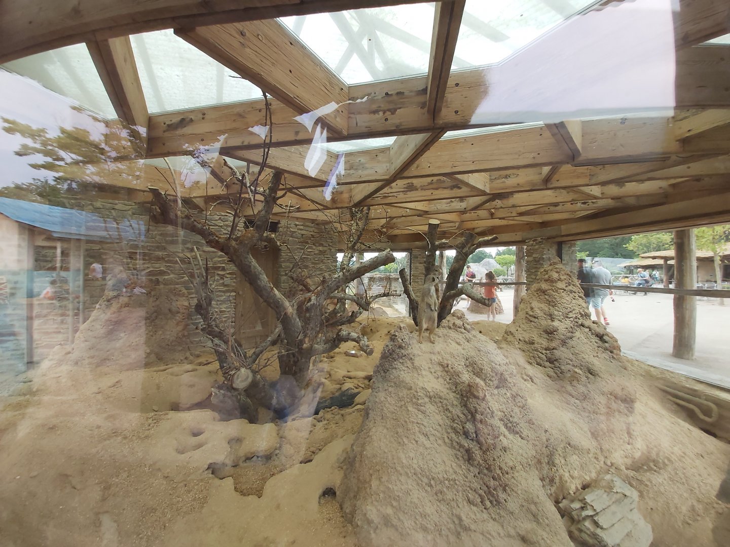 Meerkat house - Lewa savanna