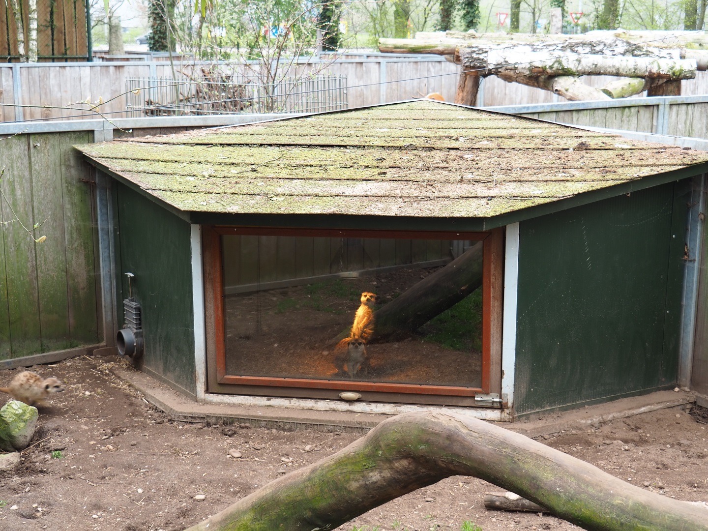 Meerkat hut, 2019-04-06