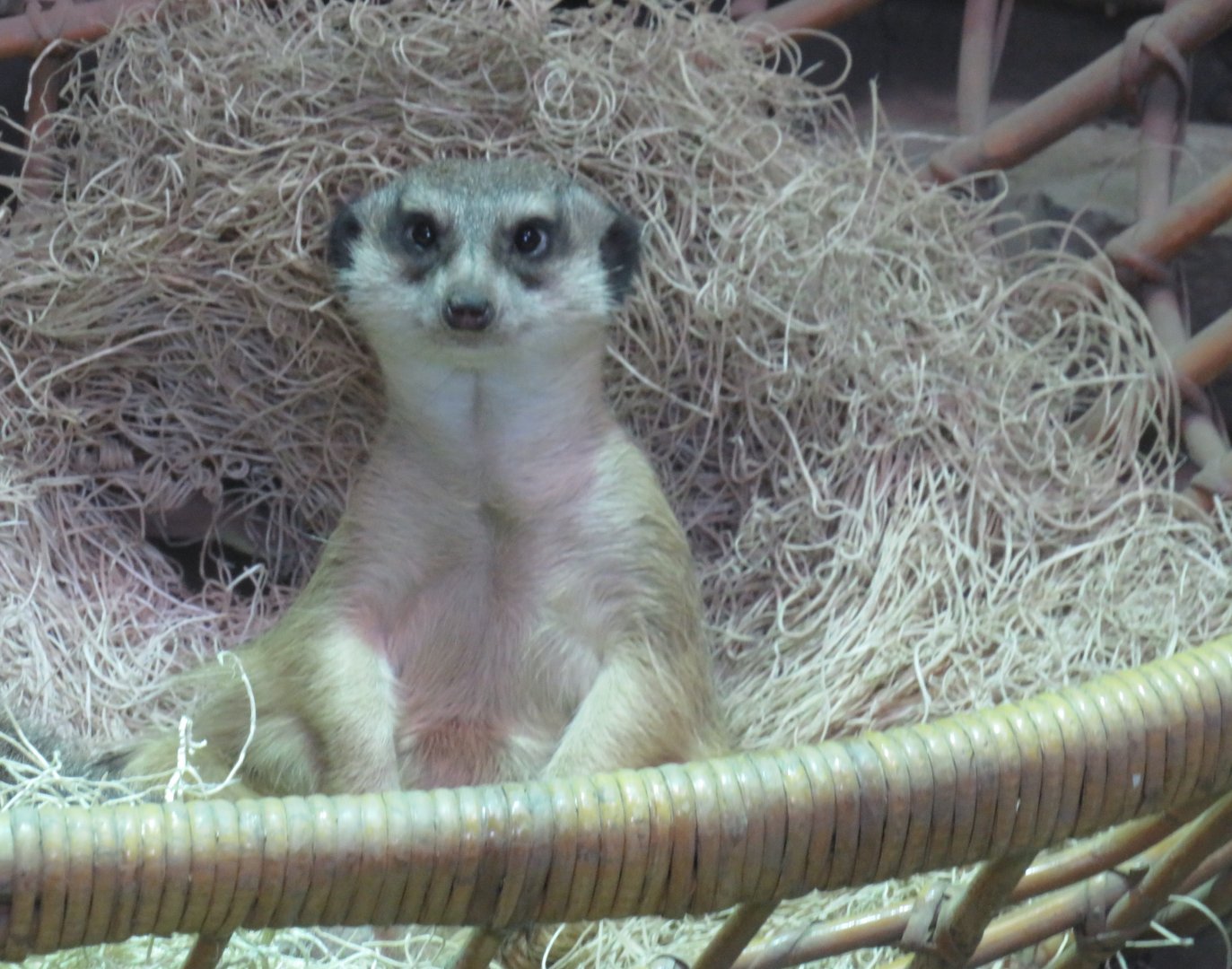 Meerkat in a basket