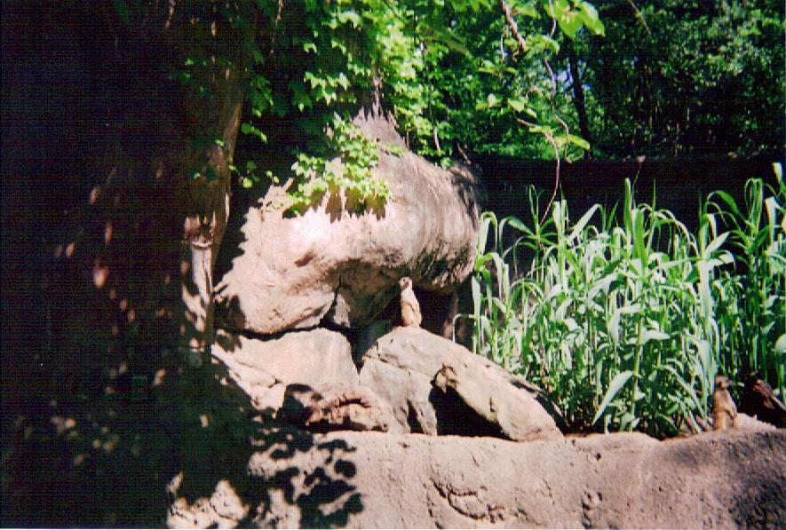 Meerkat in Cat Country