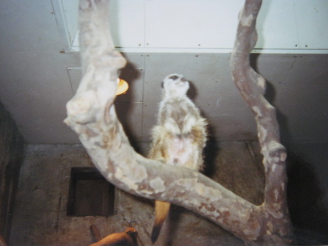 Meerkat in the Clore.