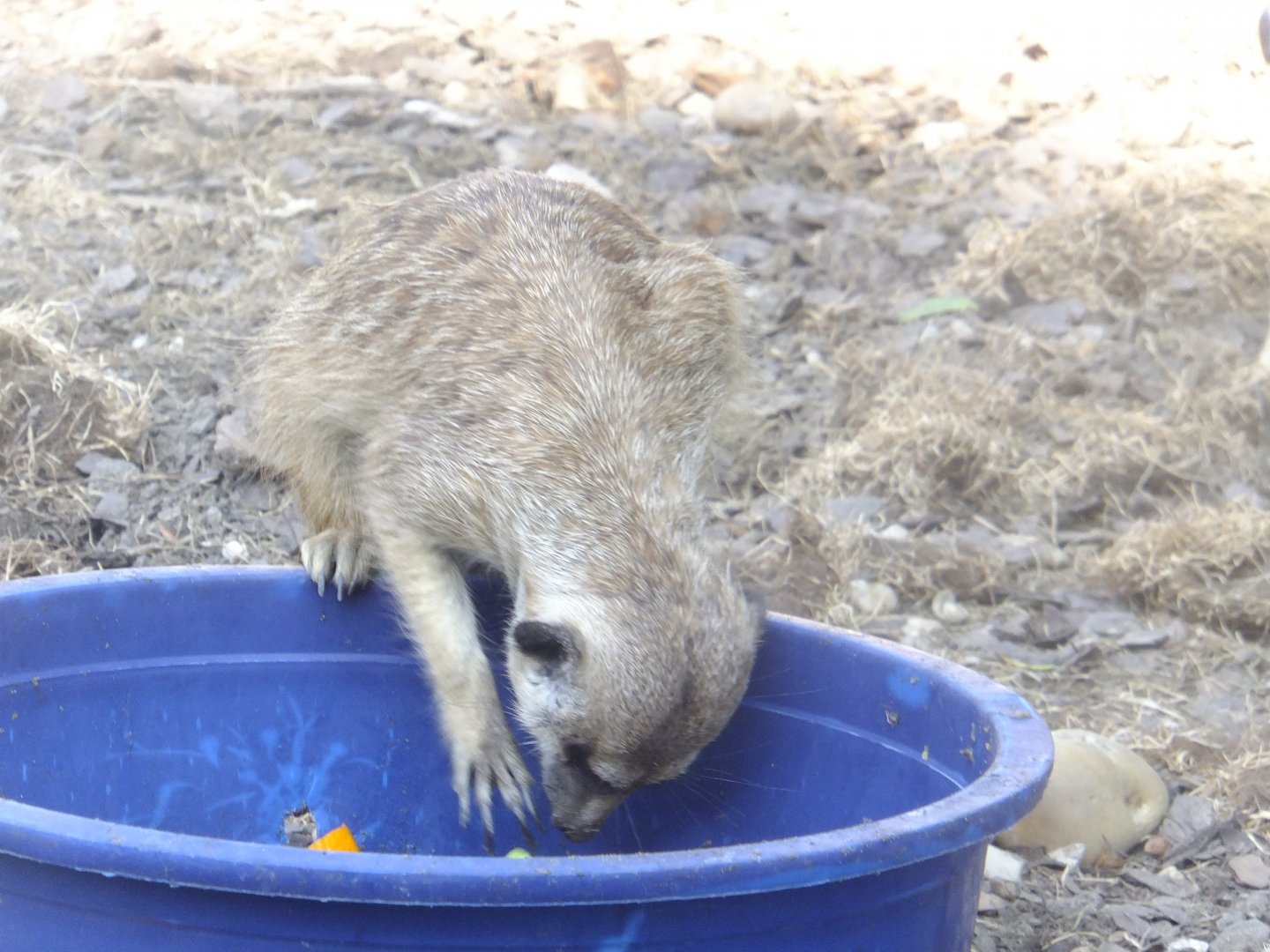Meerkat in the feeding plate