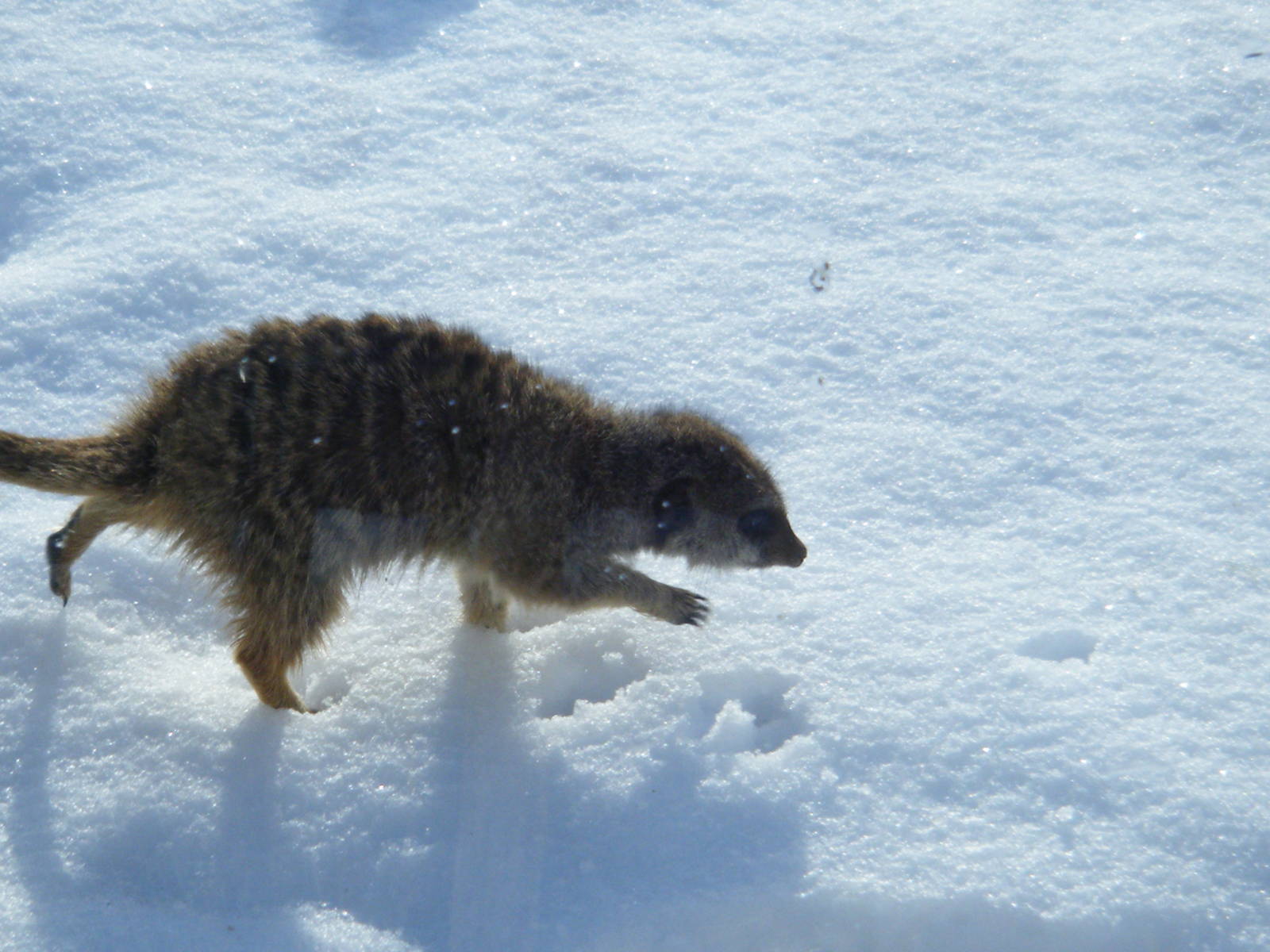 Meerkat in the snow