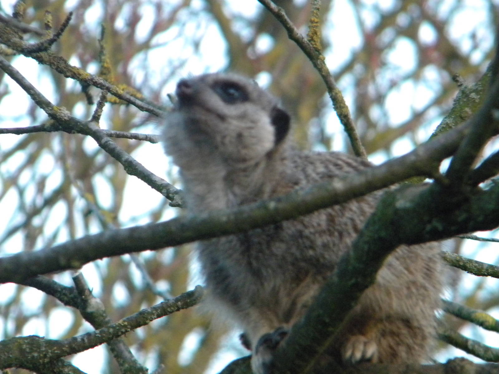 Meerkat in the tree.