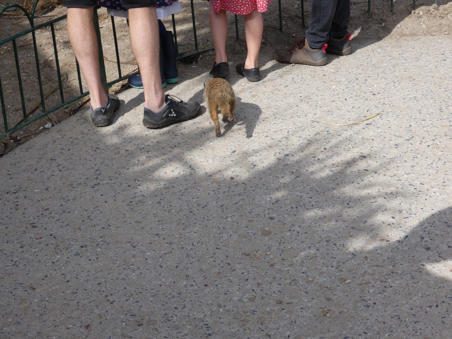 Meerkat in walk-through enclosure