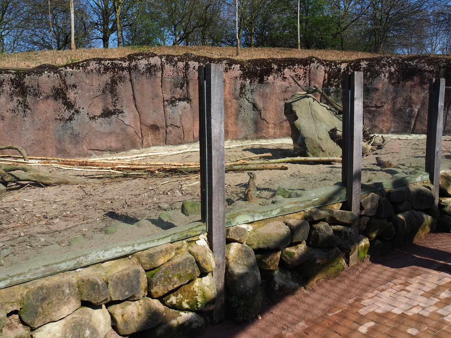 Meerkat - Indian crested porcupine exhibit, 2019-03-30