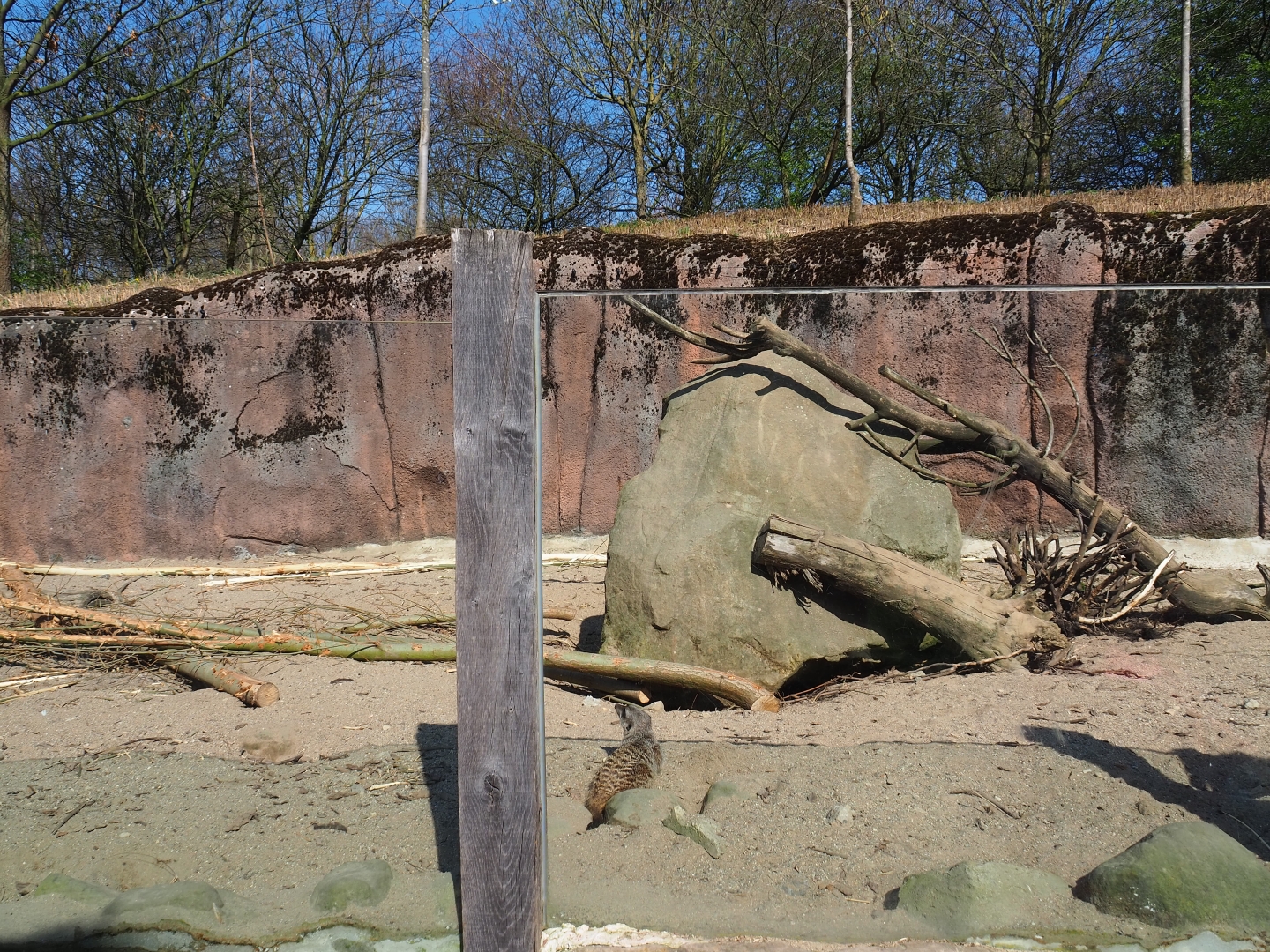 Meerkat - Indian crested porcupine exhibit, 2019-03-30