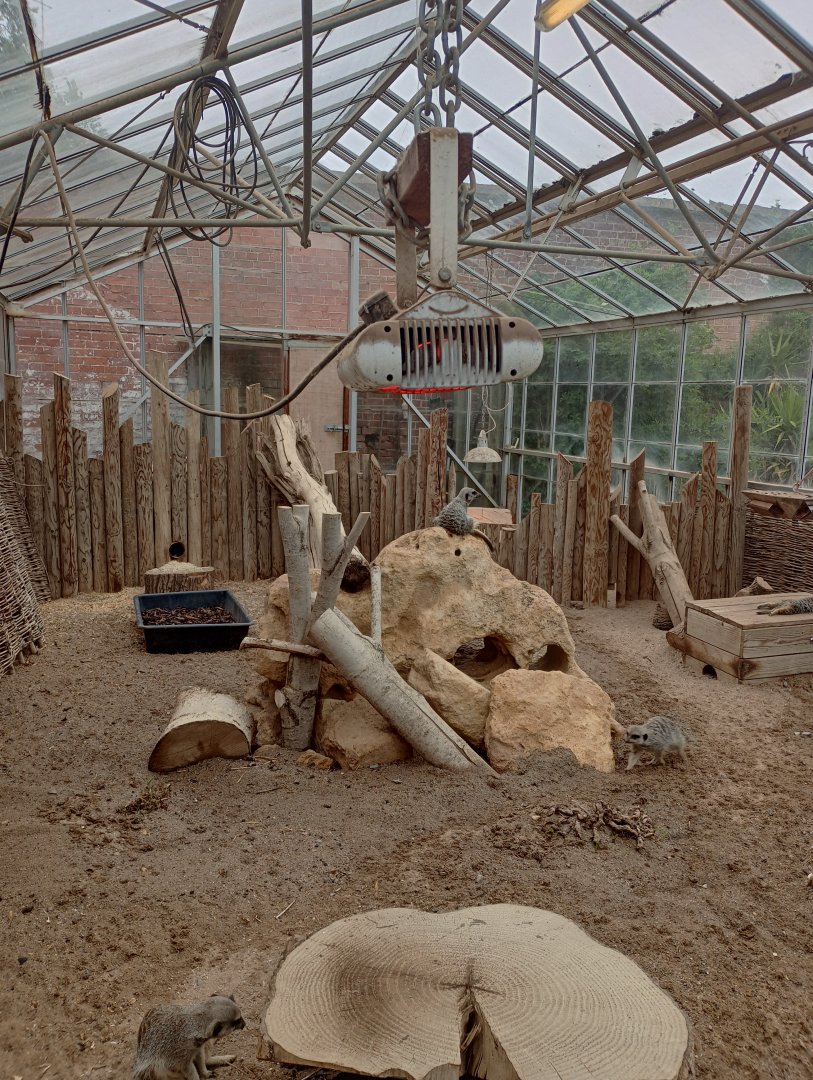 Meerkat indoor area