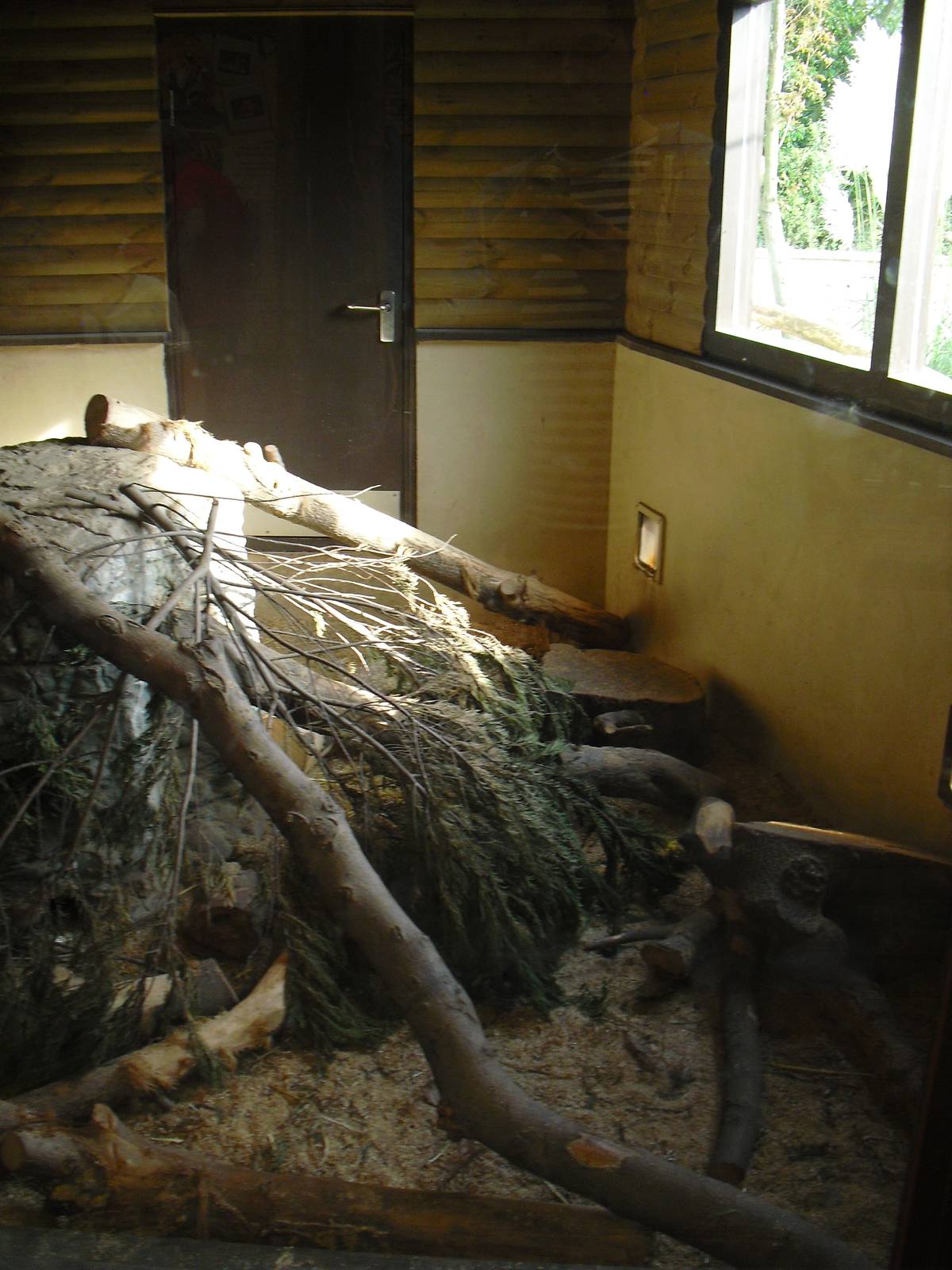 Meerkat Indoor Enclosure - 01/10/2011