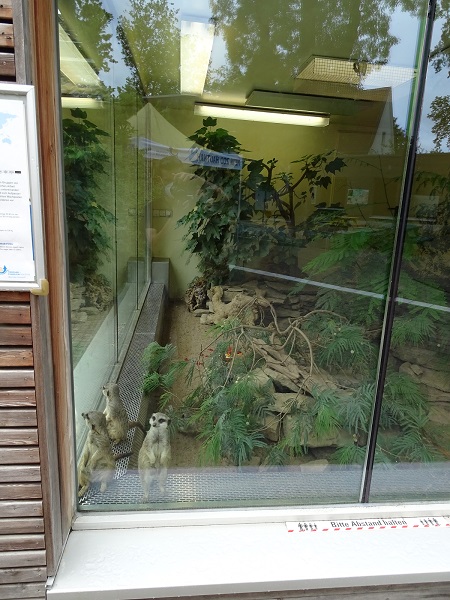 Meerkat indoor enclosure (07/22)