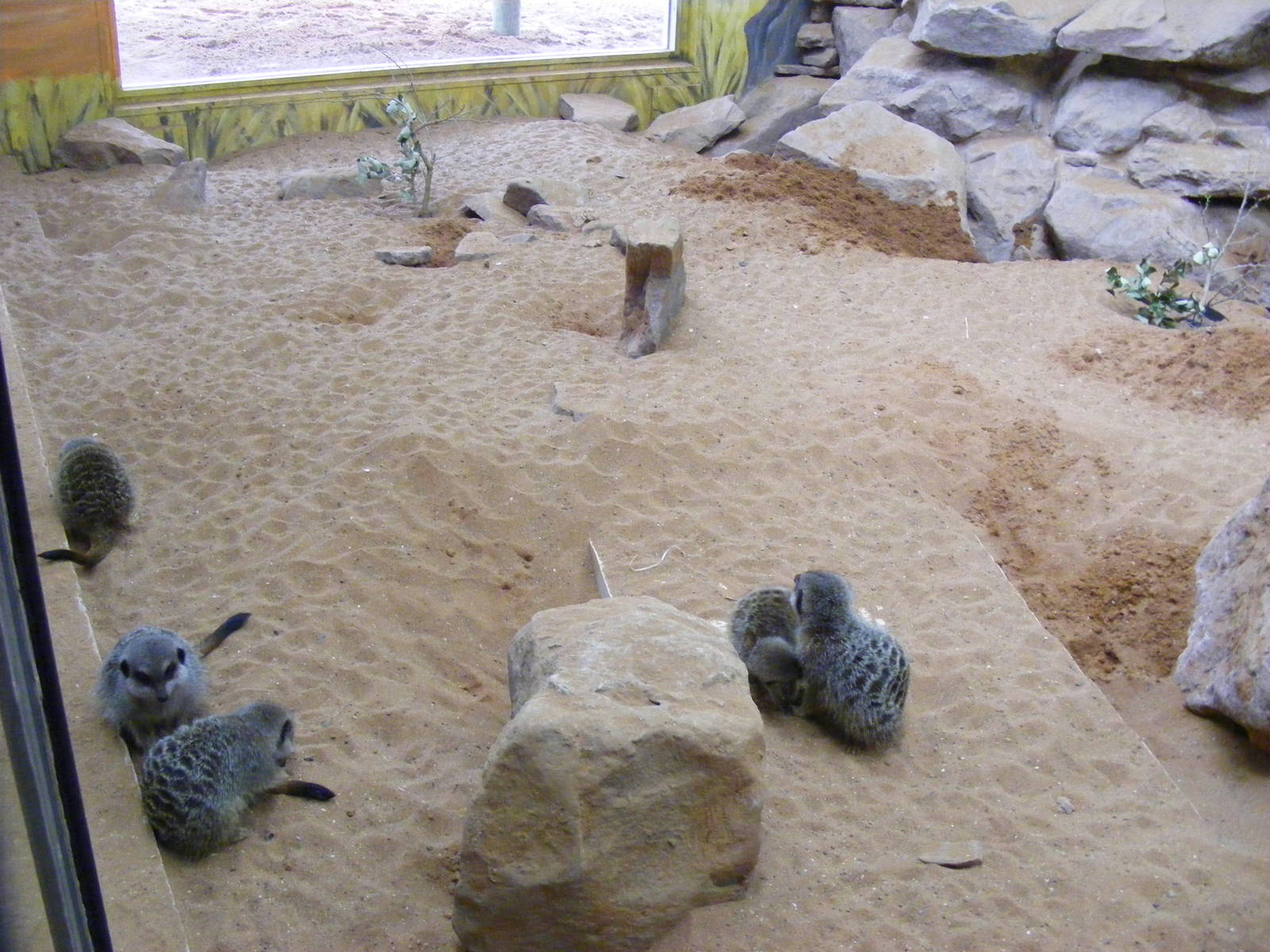 Meerkat indoor enclosure at Bristol Zoo, 6 March 2011