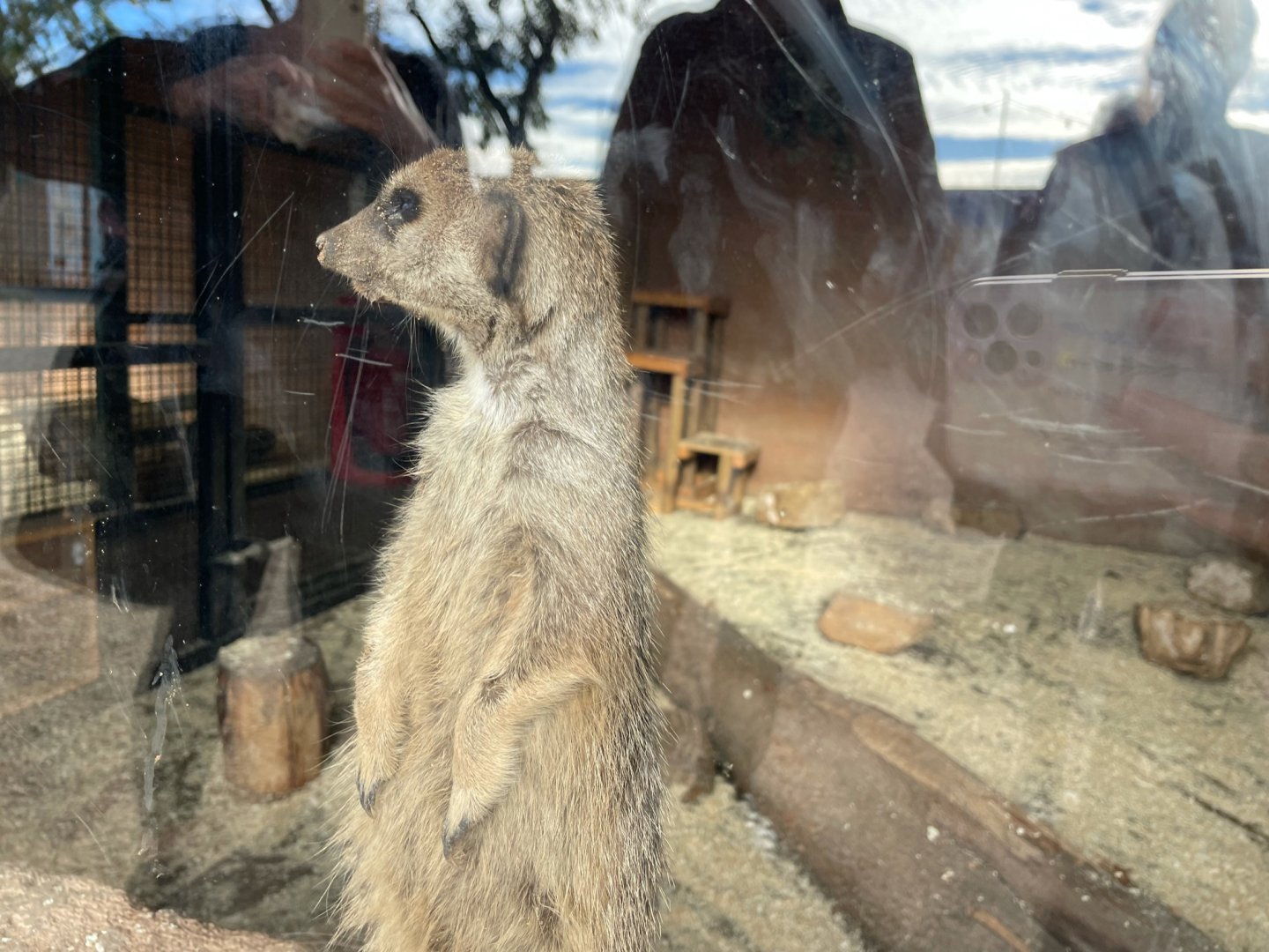 Meerkat Indoor Enclosure at Yorkshire Wildlife Park (October 2021)